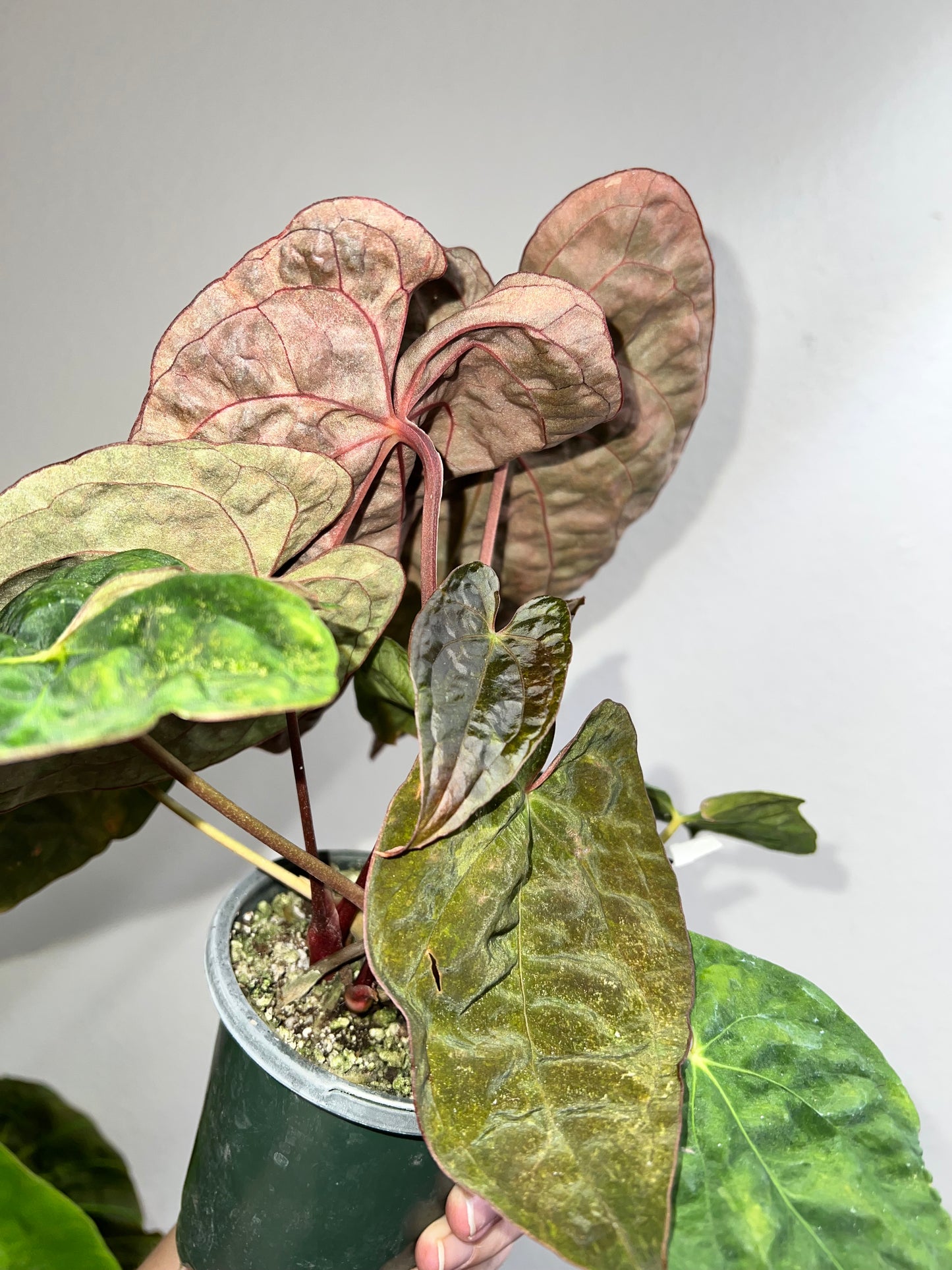 4” Anthurium Pap X Red Crystallinum MUTATION