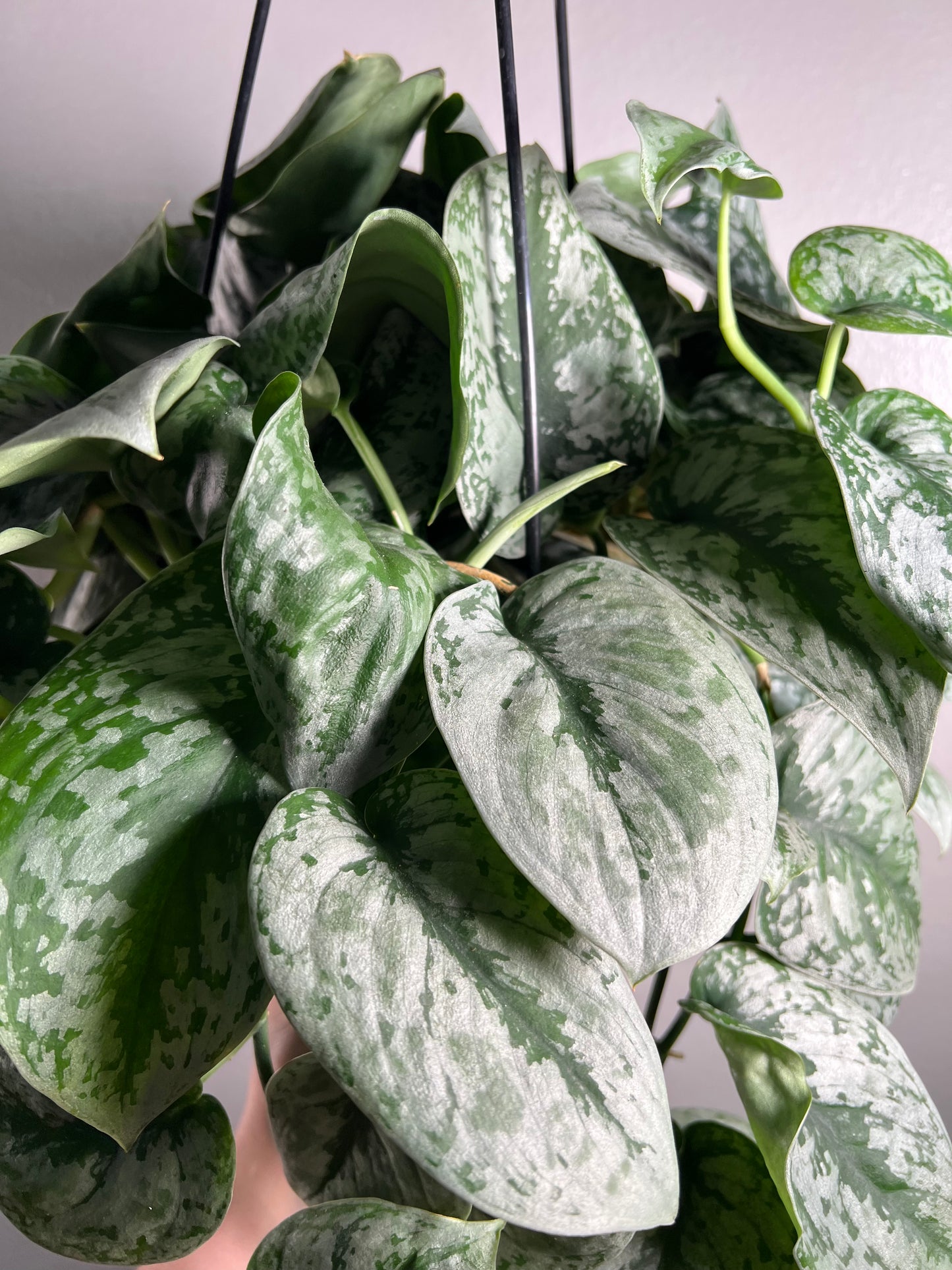 8" Scindapsus Silver Satin