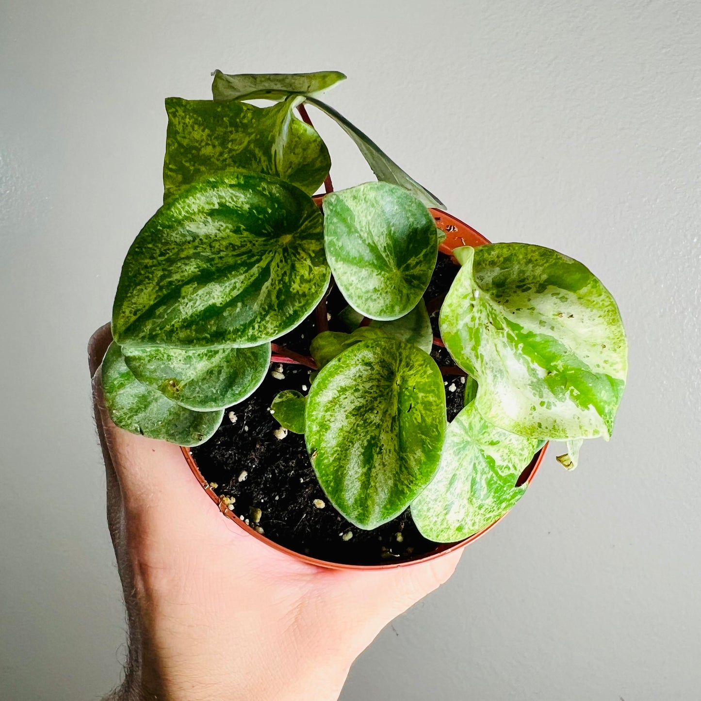 4” Peperomia ‘Harmony’s Gold Dust’