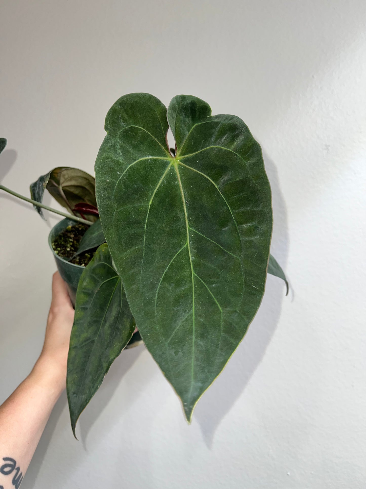 6” Anthurium Hot Chocolate