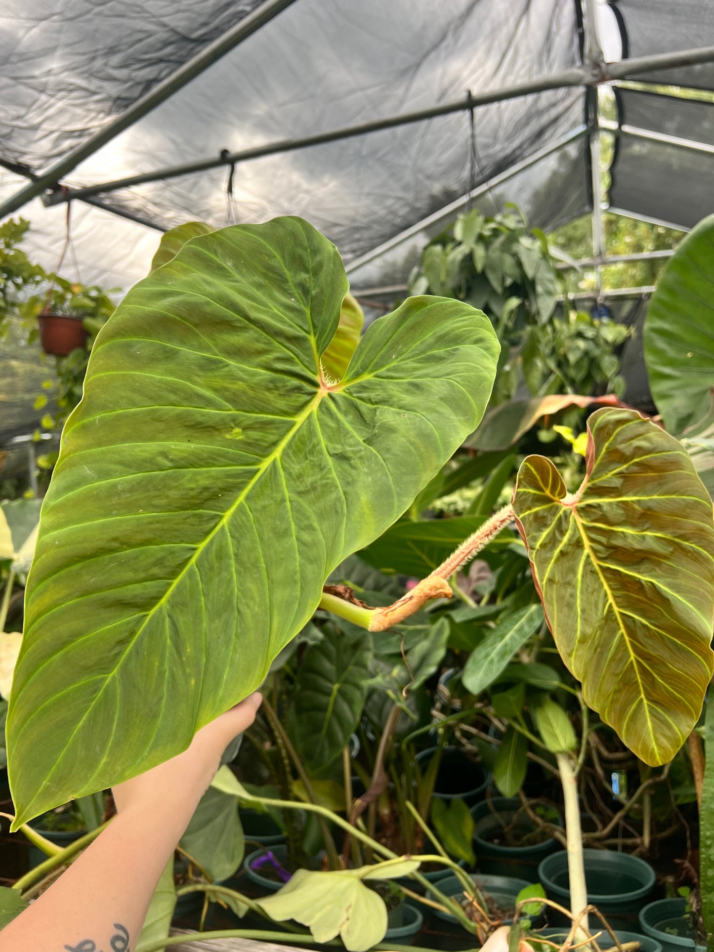6” Philodendron Verrucosum Titanium