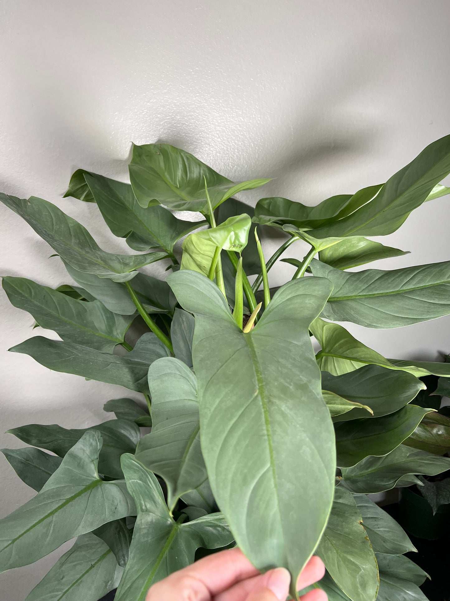 8” Philodendron Silver Sword Totem