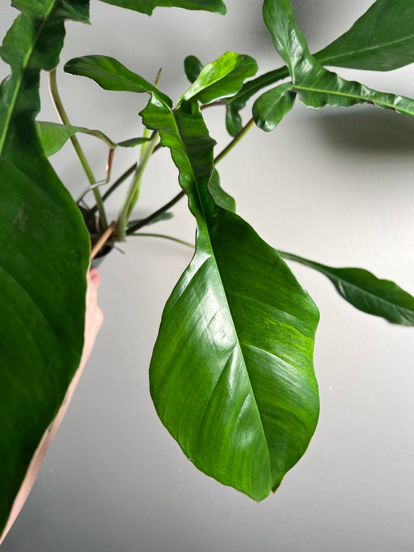 6” Philodendron Joepii