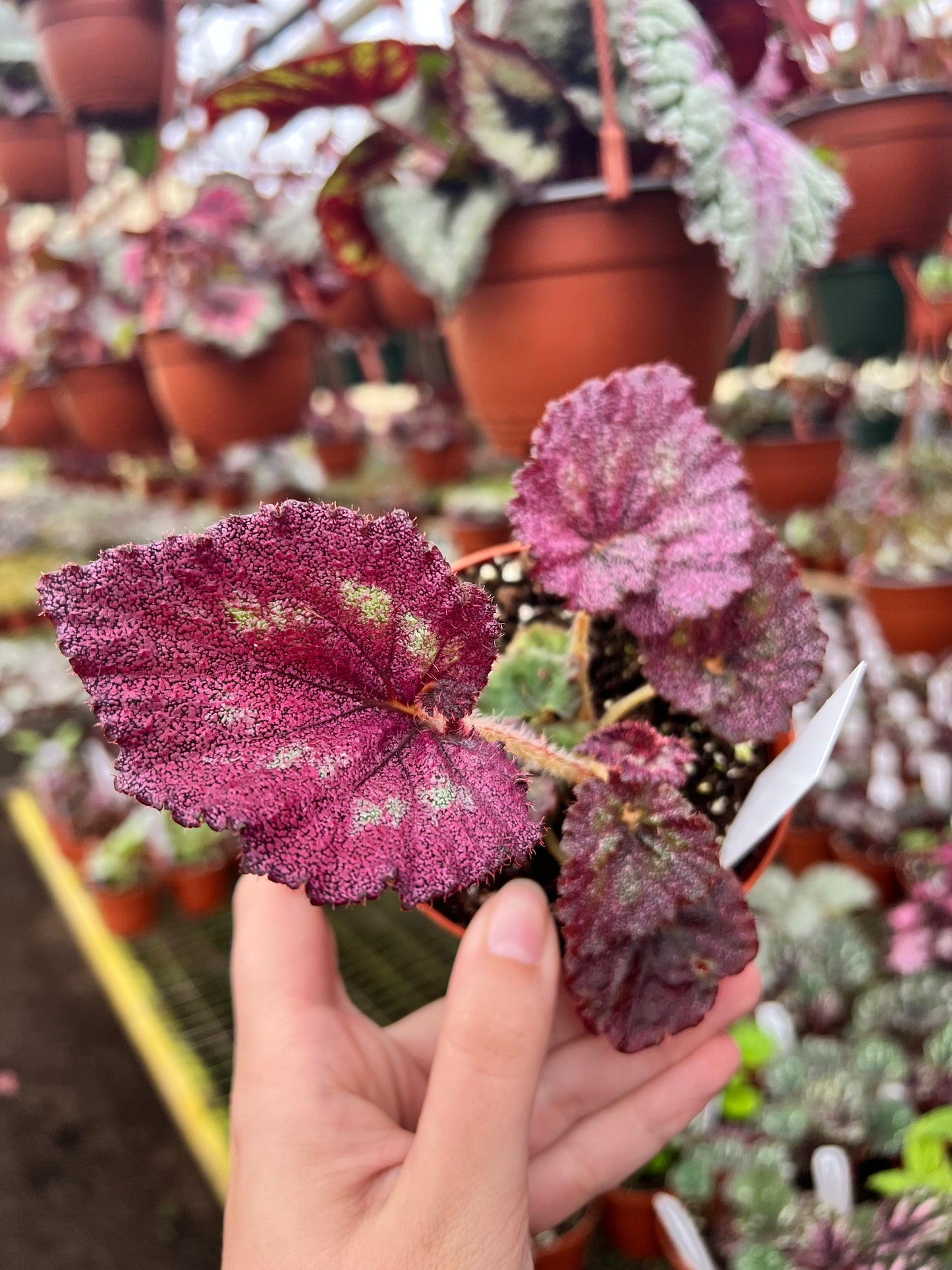4” Begonia ‘Harmony’s Moody Mauve’
