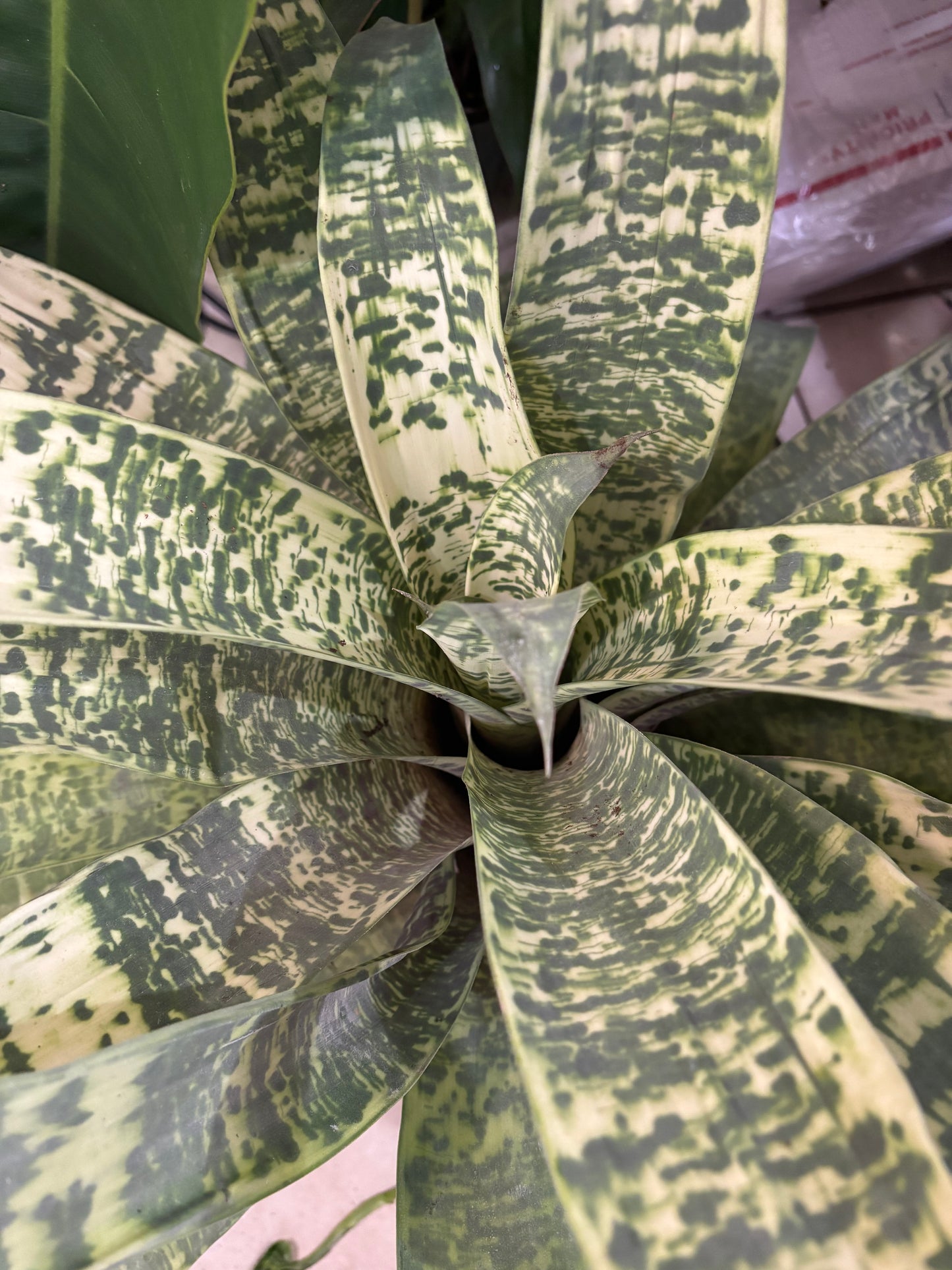 6” Bromeliad