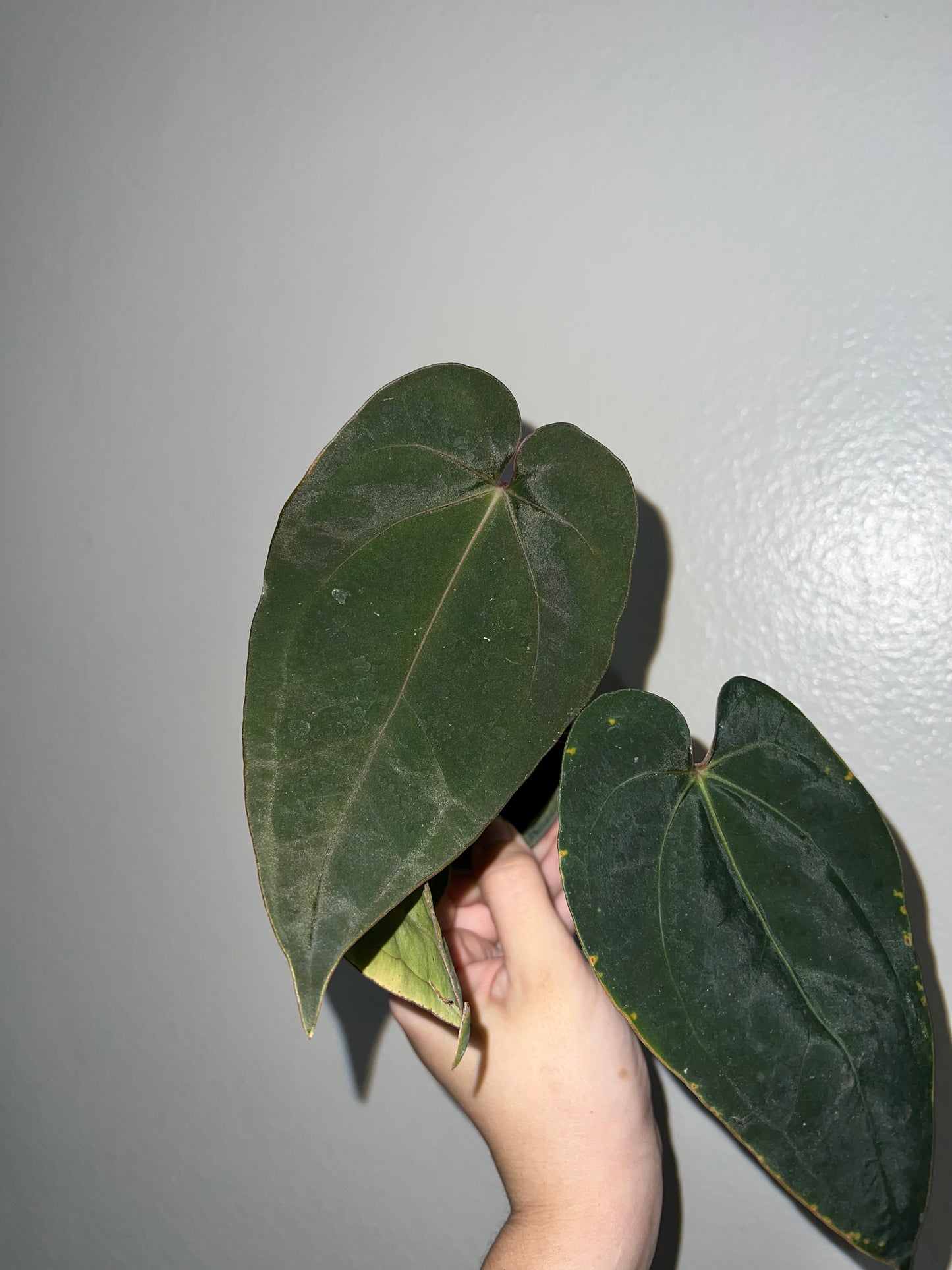 4” Anthurium Jack of Clubs X BVEP