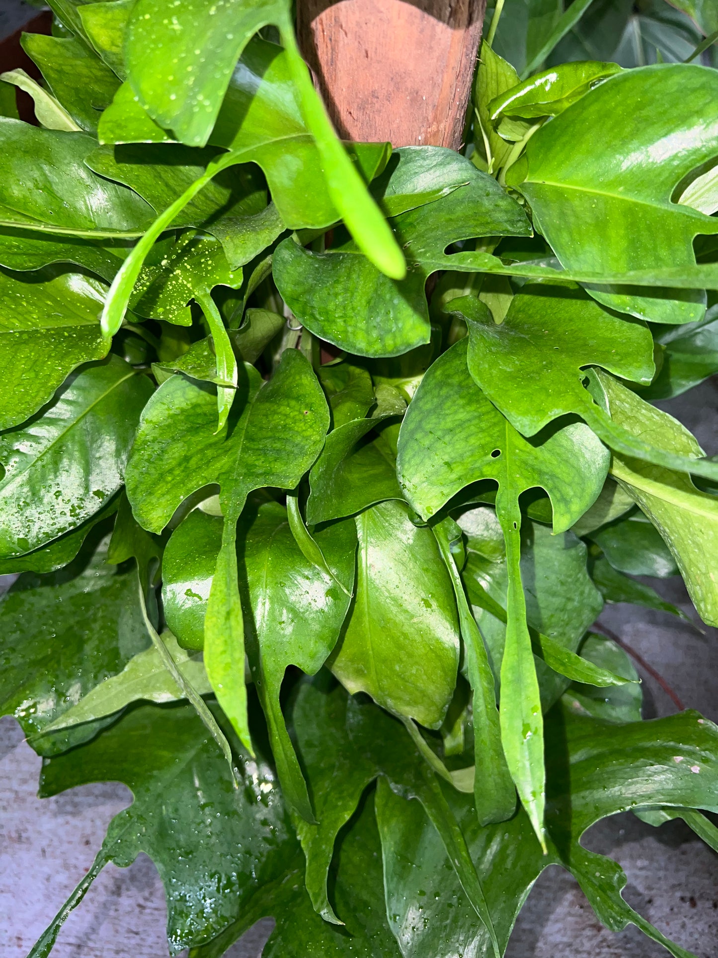 8” Epipremnum Pinnatum Skeleton Key