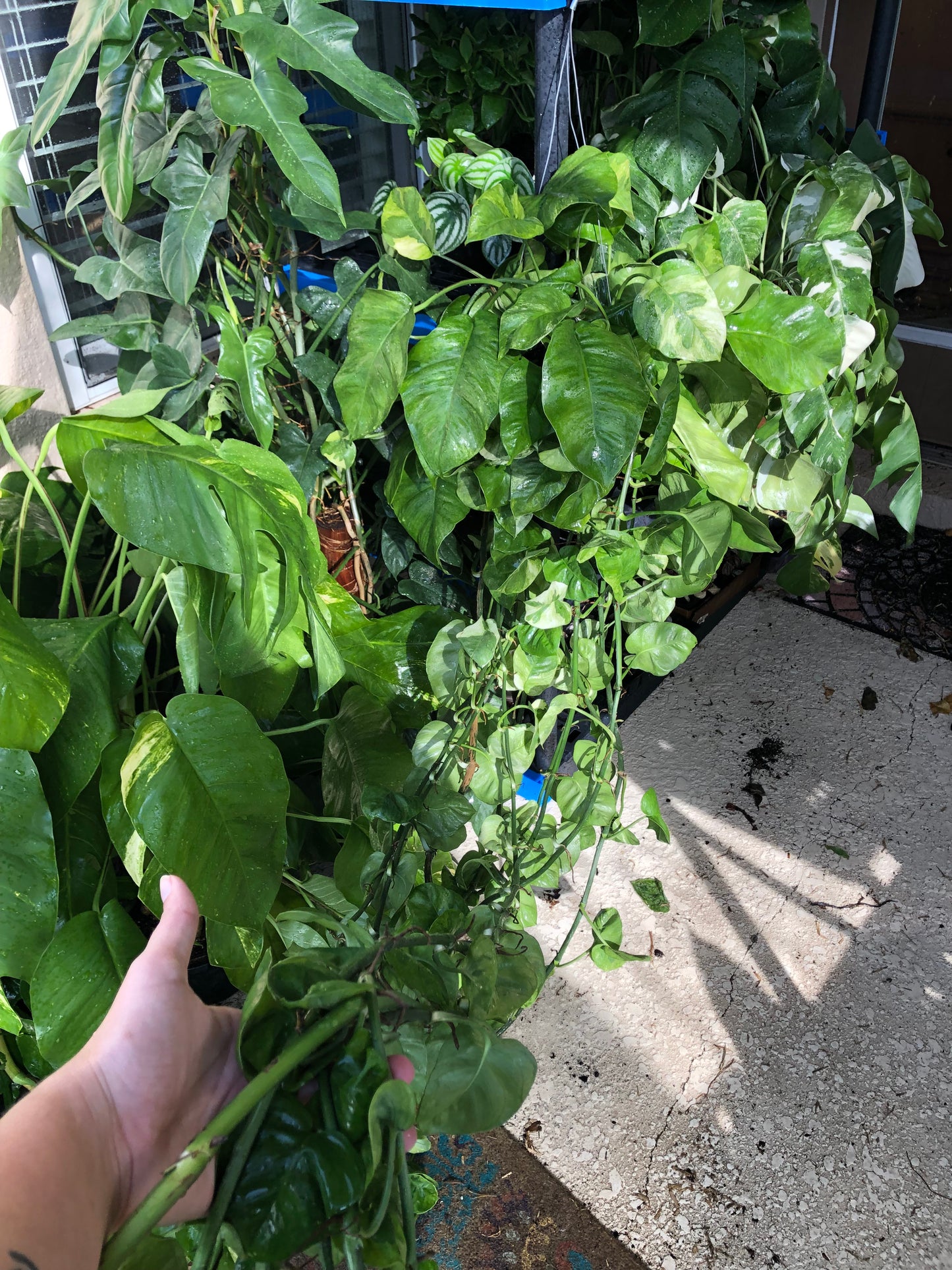 8” XL Global Green Pothos Hanging Basket