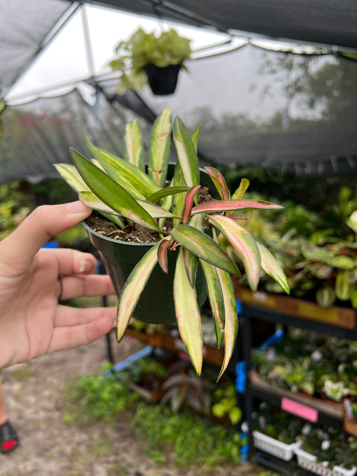 4” Hoya Wayetti Tricolor