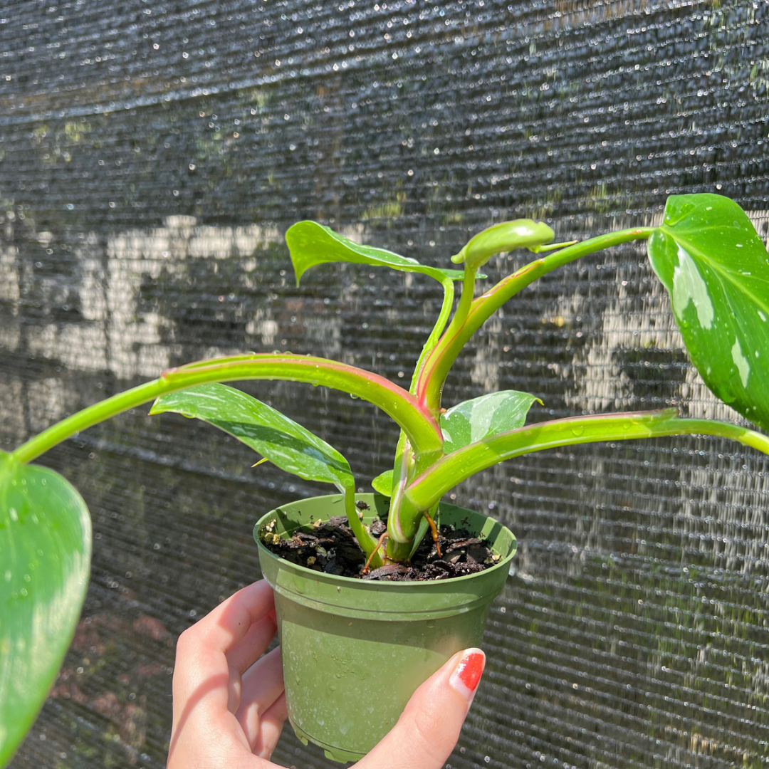 4” Philodendron White Princess
