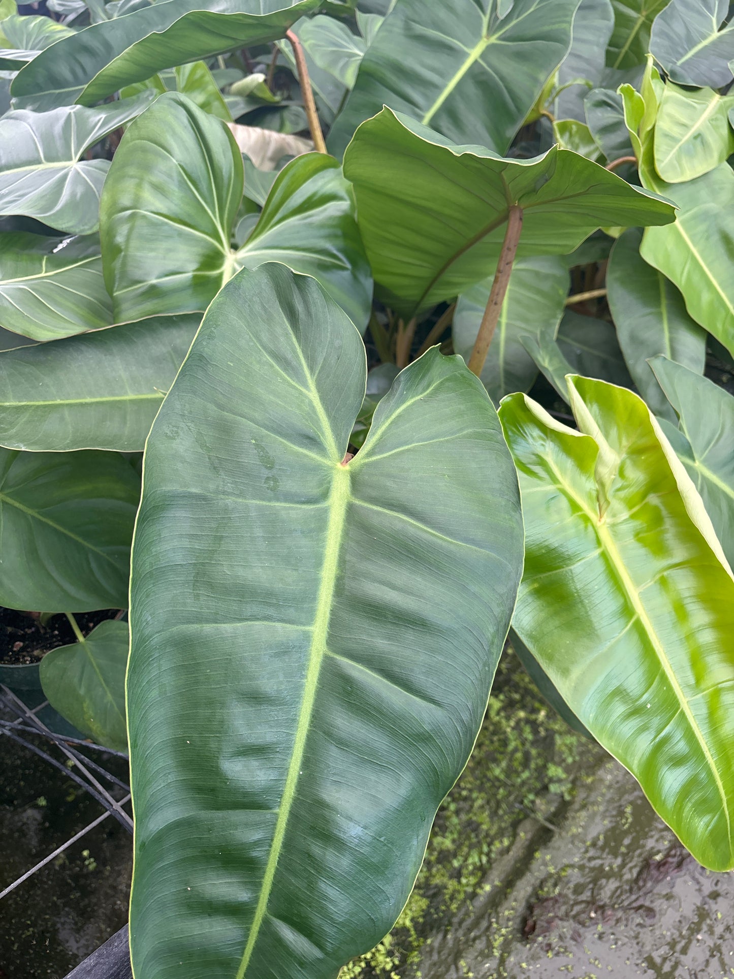 6” Jose Buono X Billie