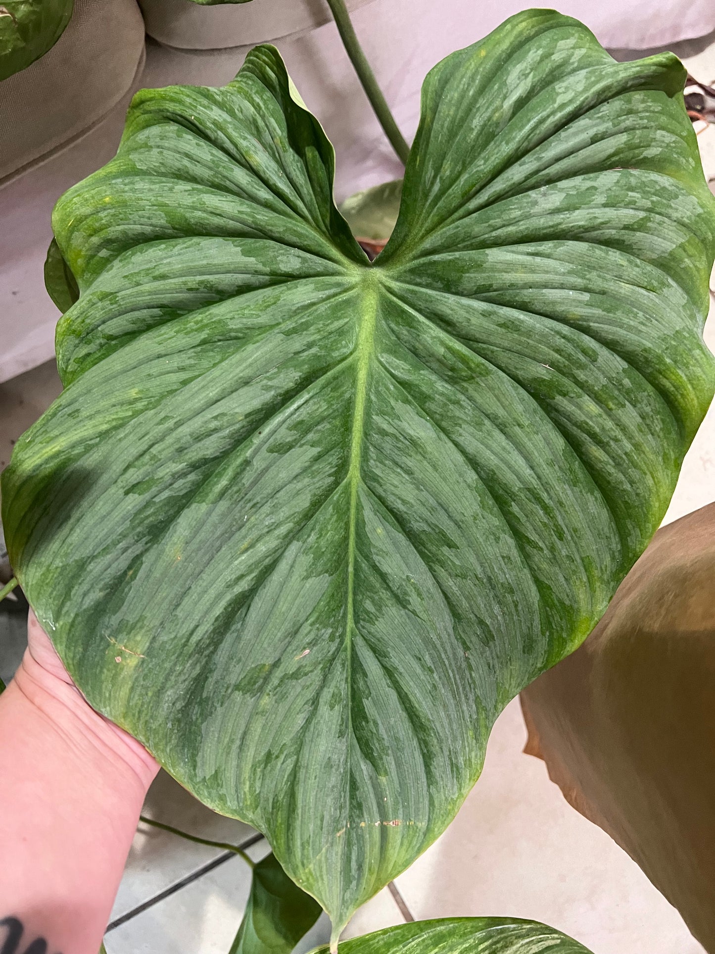 6” Philodendron Dean McDowell X Mamei