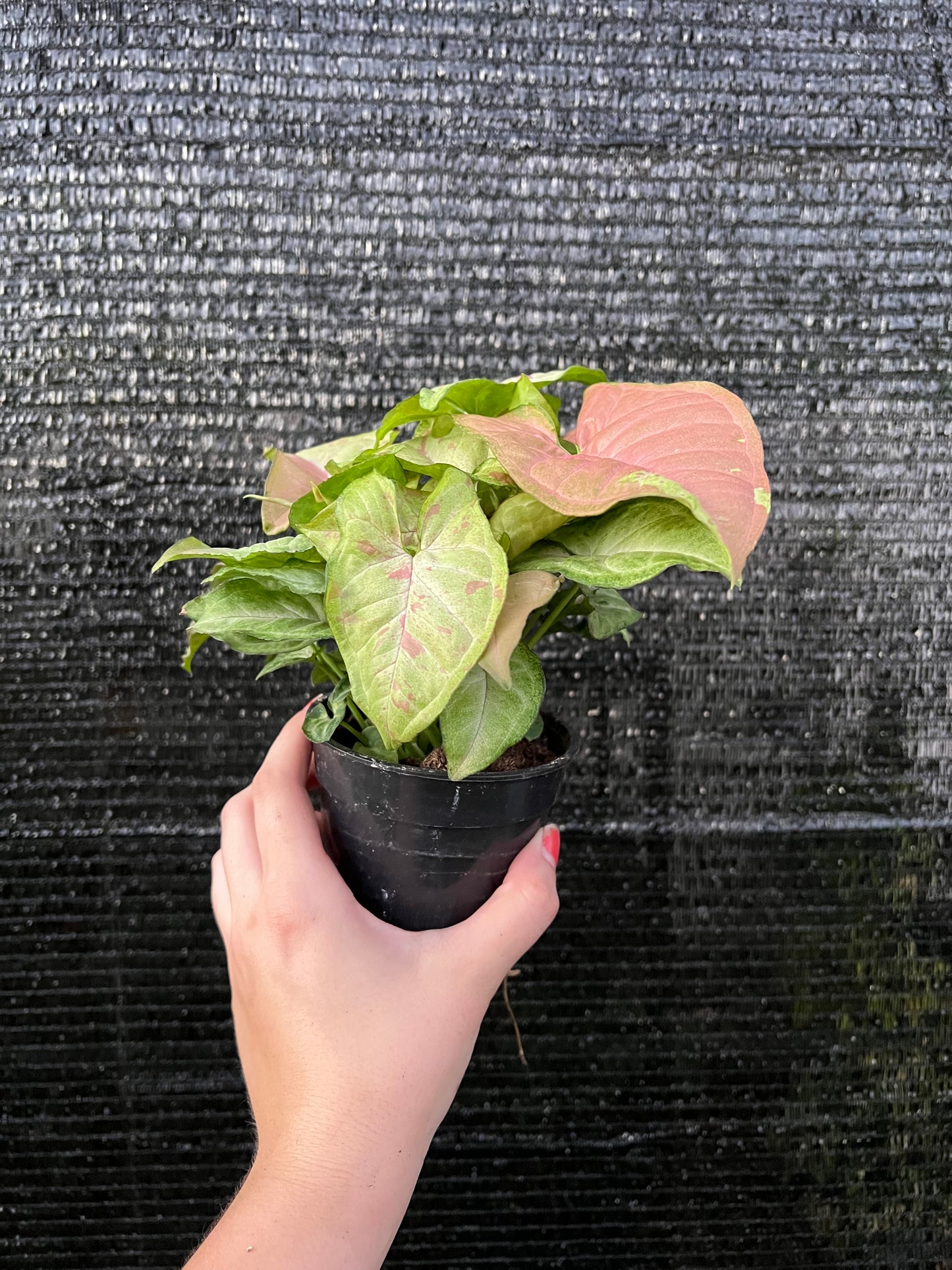 4” Syngonium Confetti