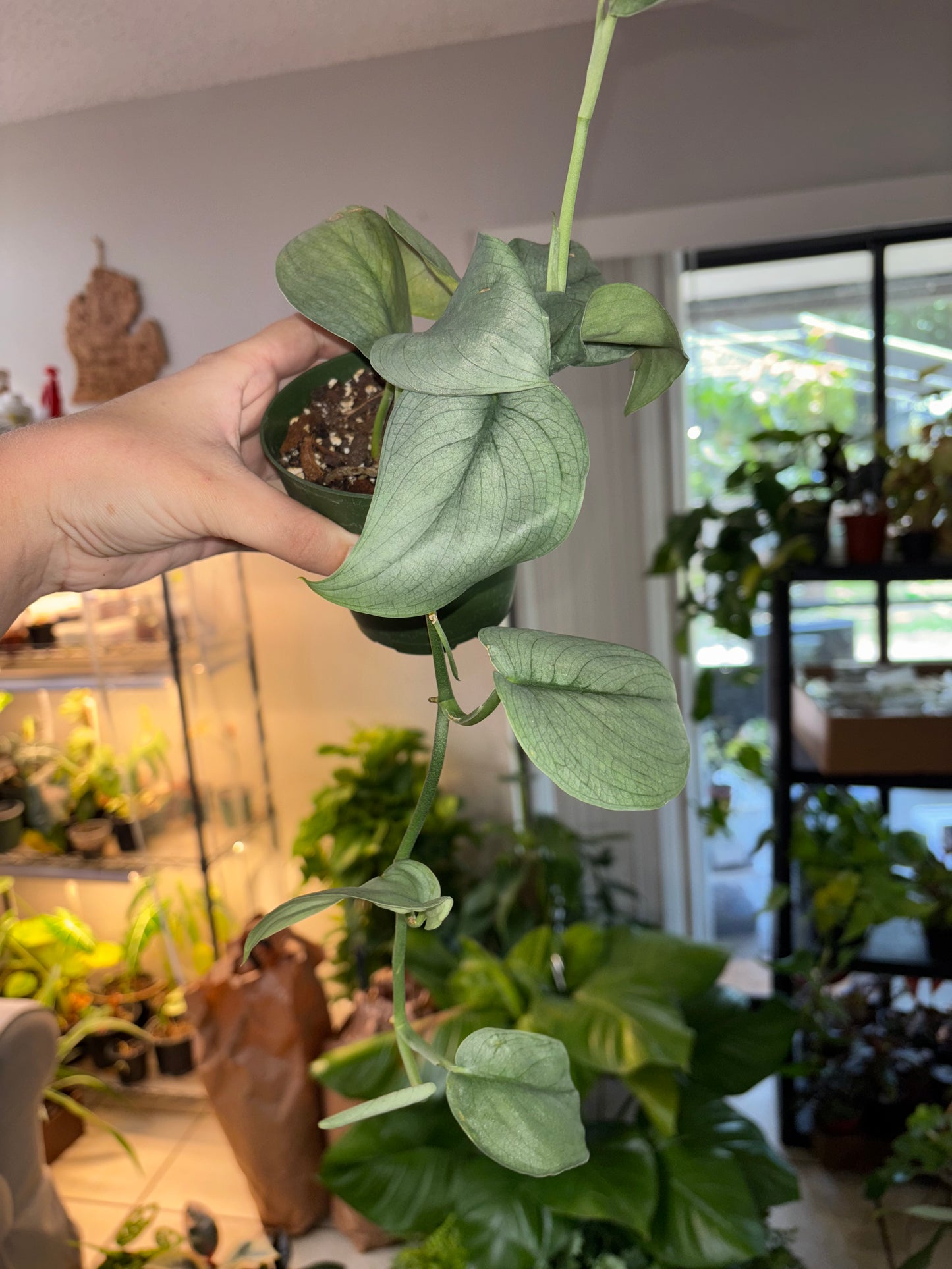 4” Scindapsus Soo Silver