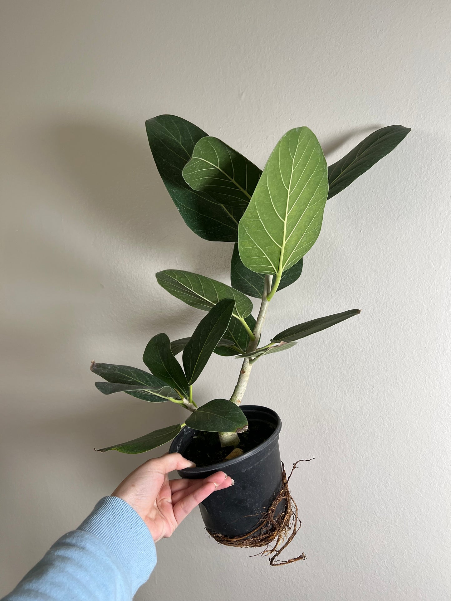 6” Ficus Audrey
