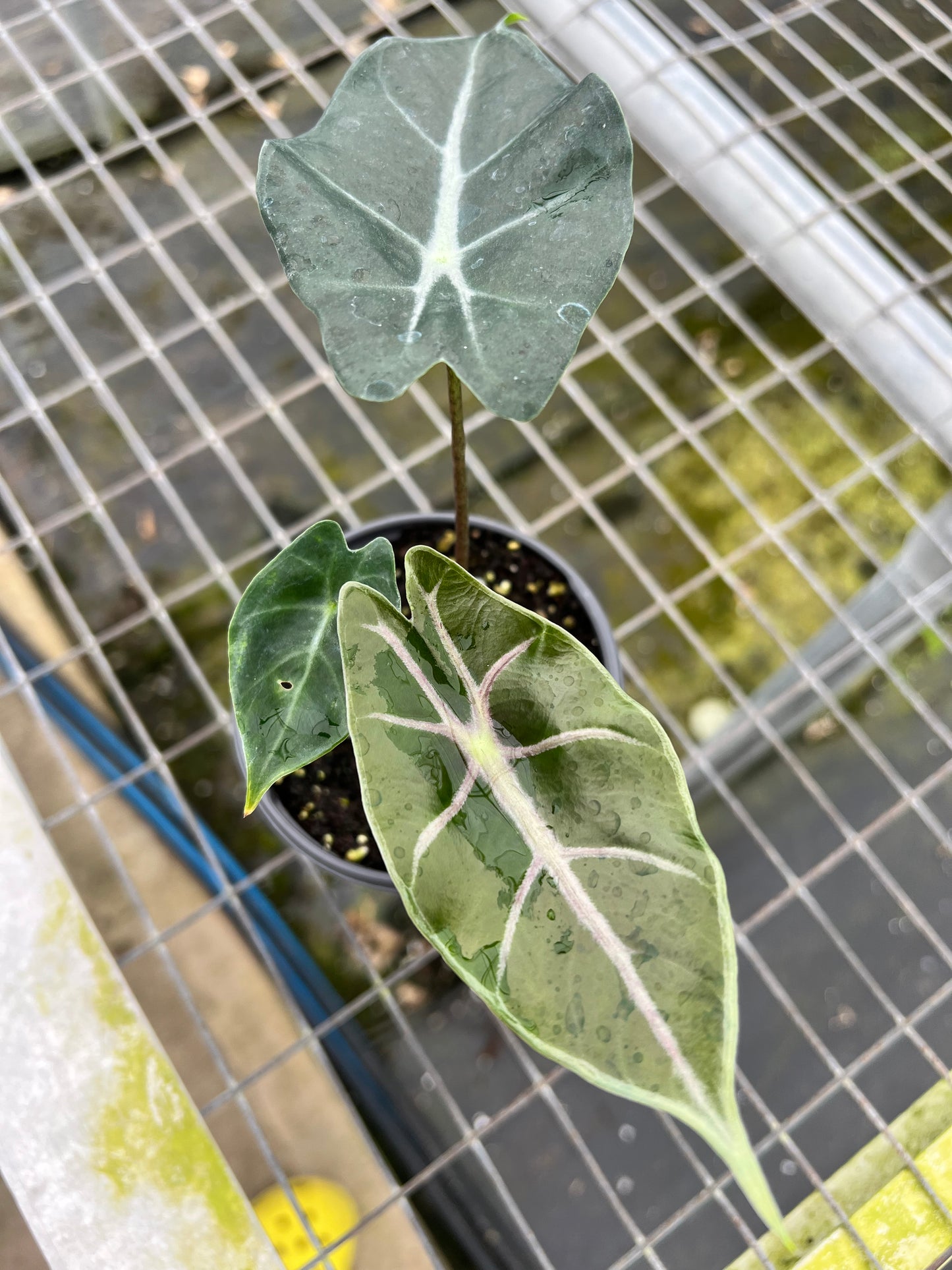 4” Alocasia Longiloba Purple Vein