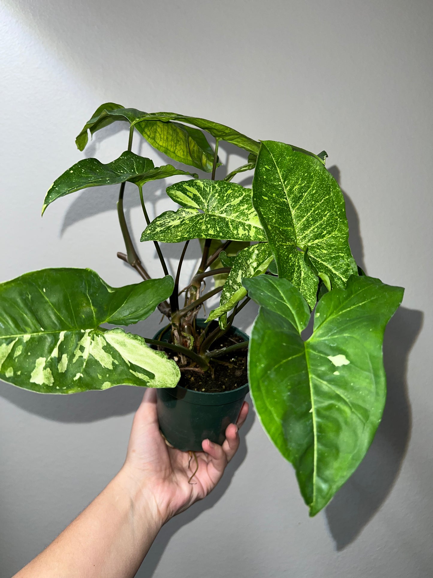 4” Syngonium Panda Galaxy