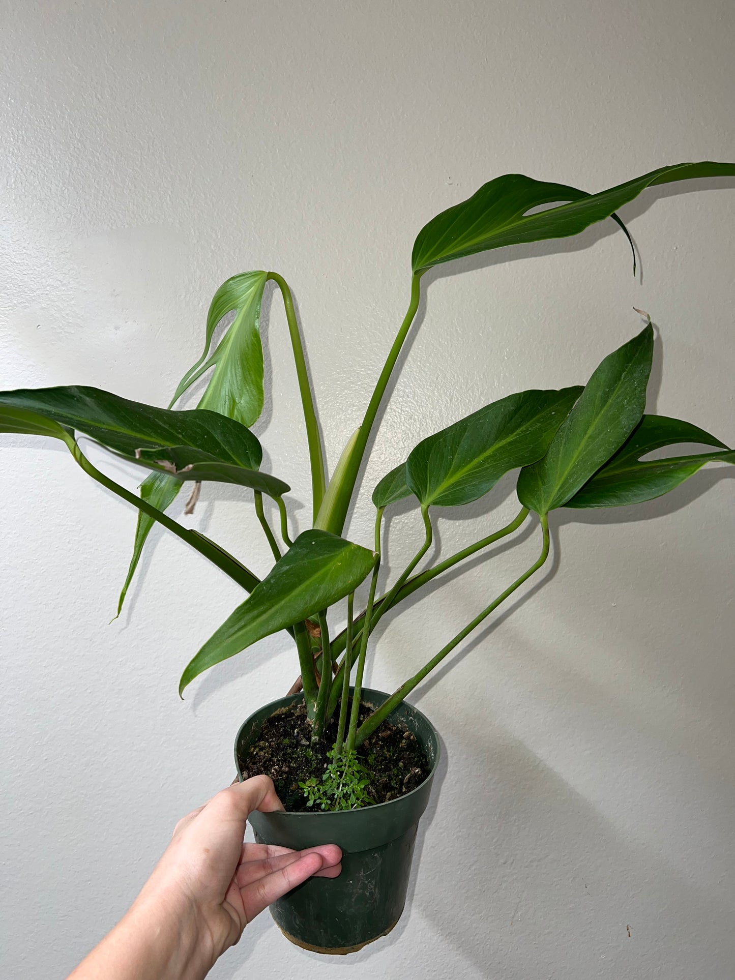 6” Monstera Burle Marx Flame