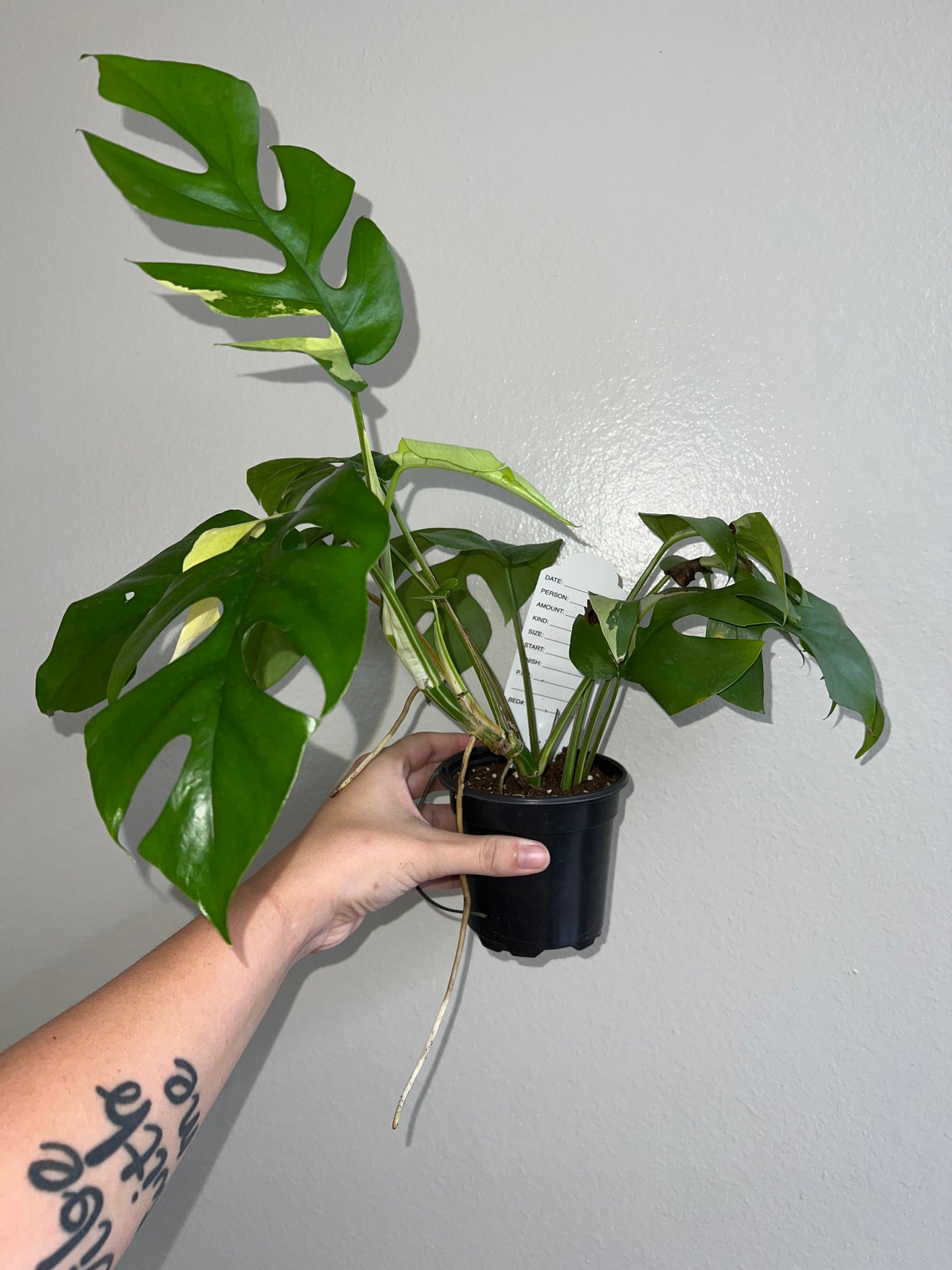 4” Rhaphidophora Tetrasperma Variegated (Mini Monstera)