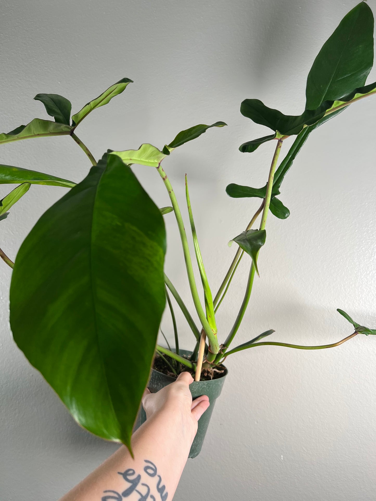 6” Philodendron Joepii