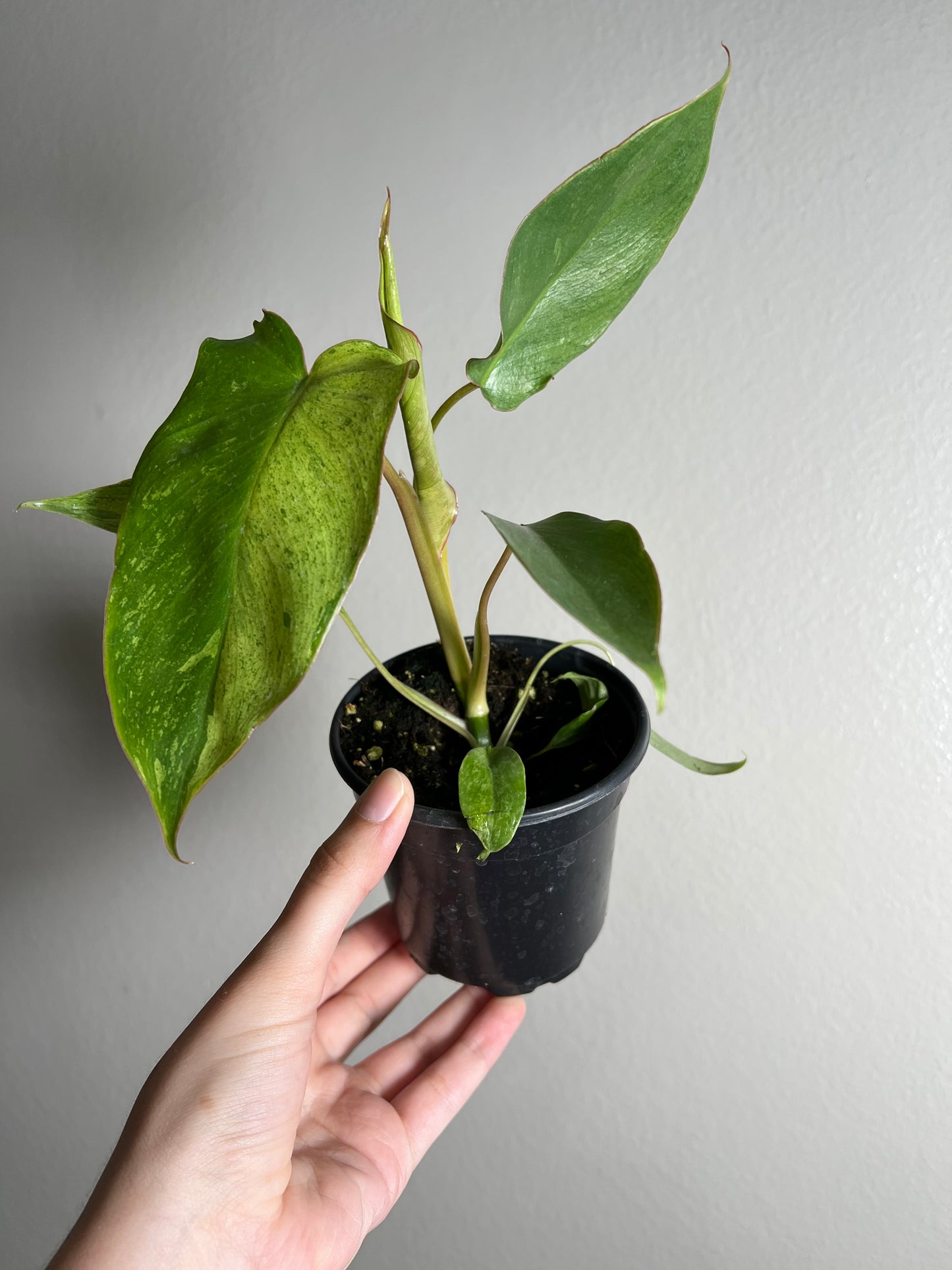 4” Philodendron Paraiso Verde
