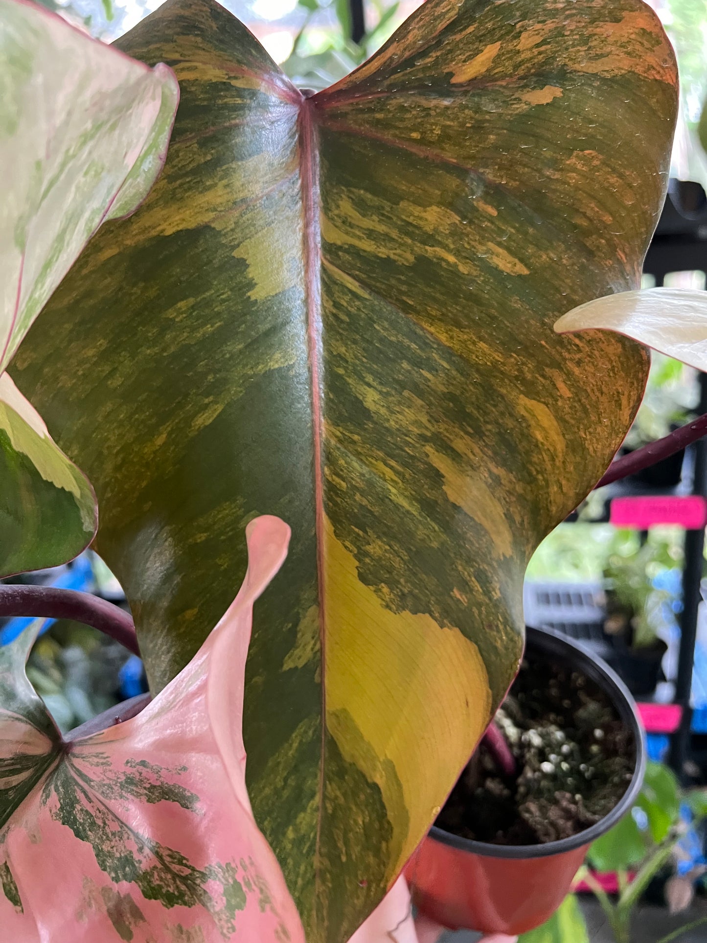6” Philodendron Strawberry Shake