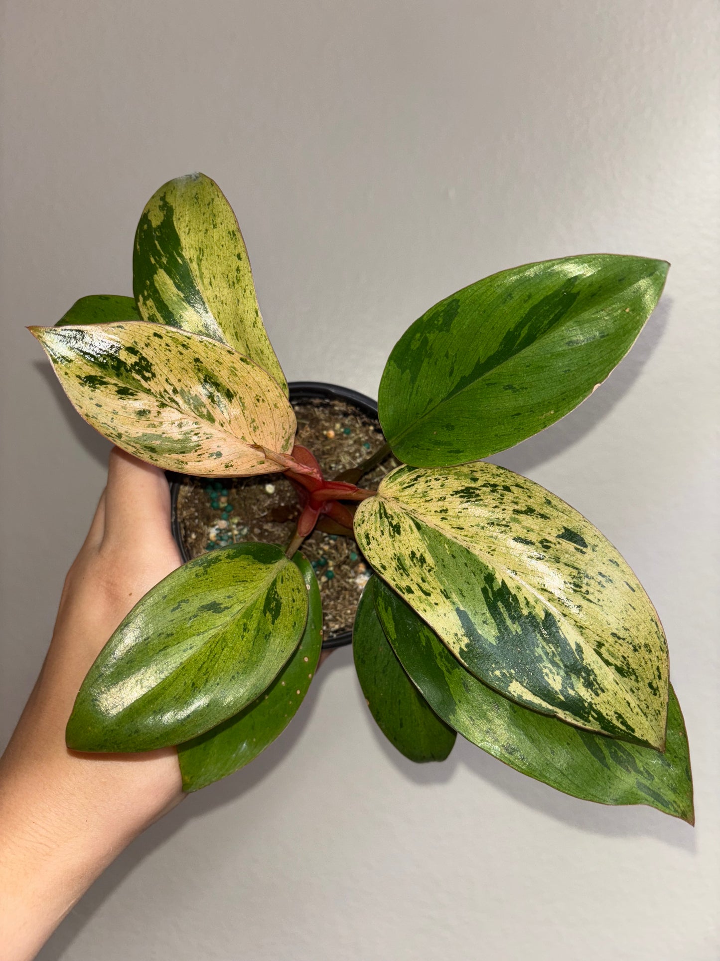 4” Philodendron Dwarf Red Congo Marble