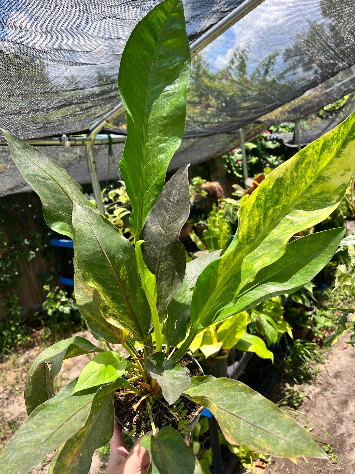 6” Anthurium Thai Ruby