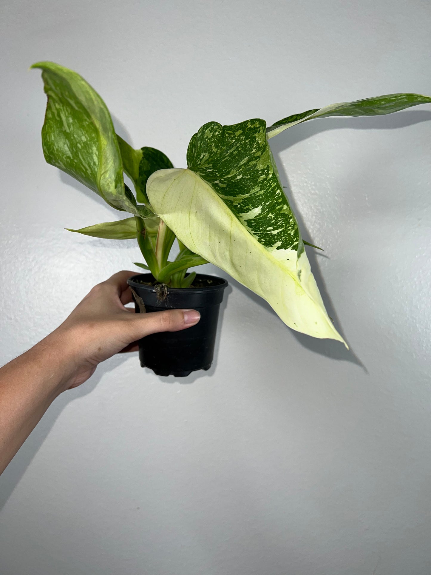 4” Philodendron Jose Buono
