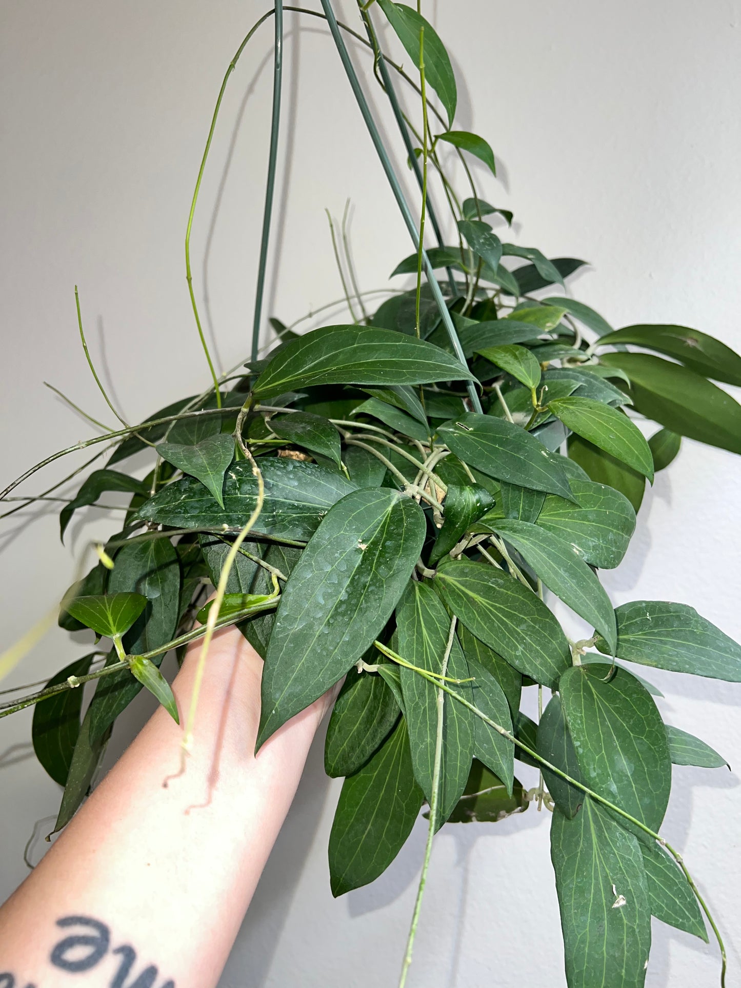 8” Hoya Pottsii