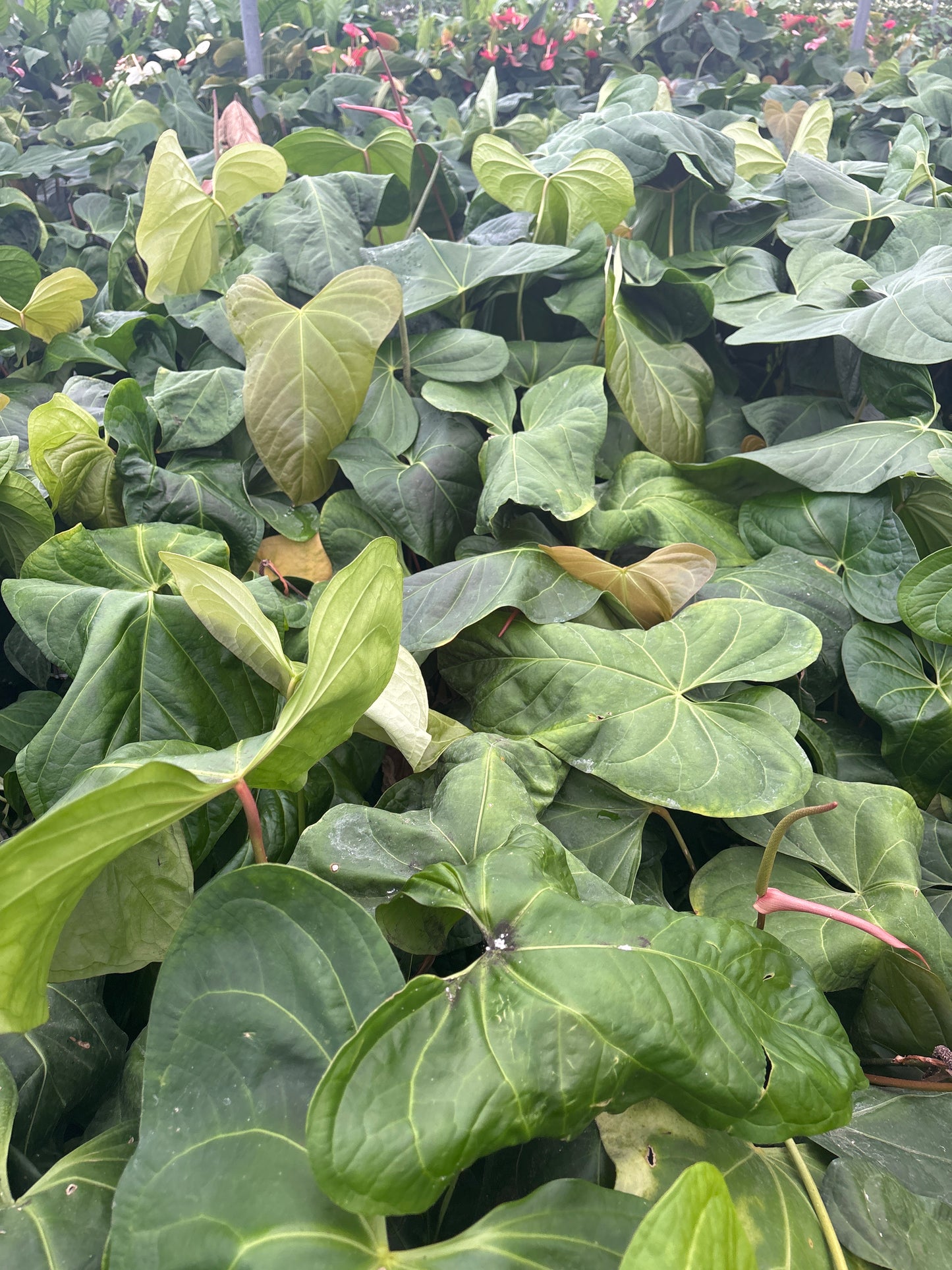 Anthurium SKG Grey X Pinkleii