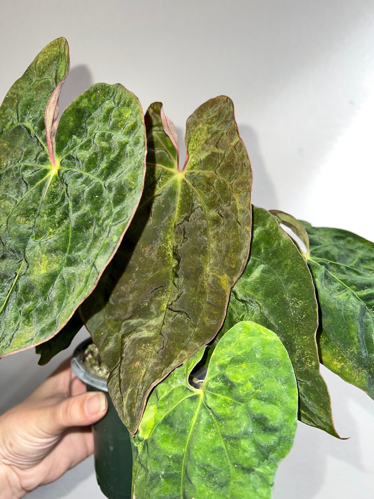 4” Anthurium Pap X Red Crystallinum MUTATION