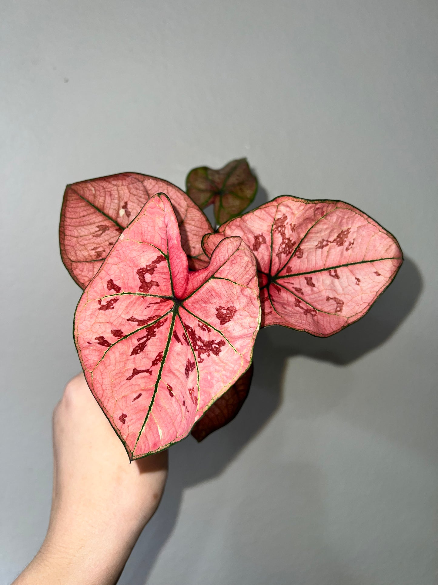 4” Caladium Scarlet
