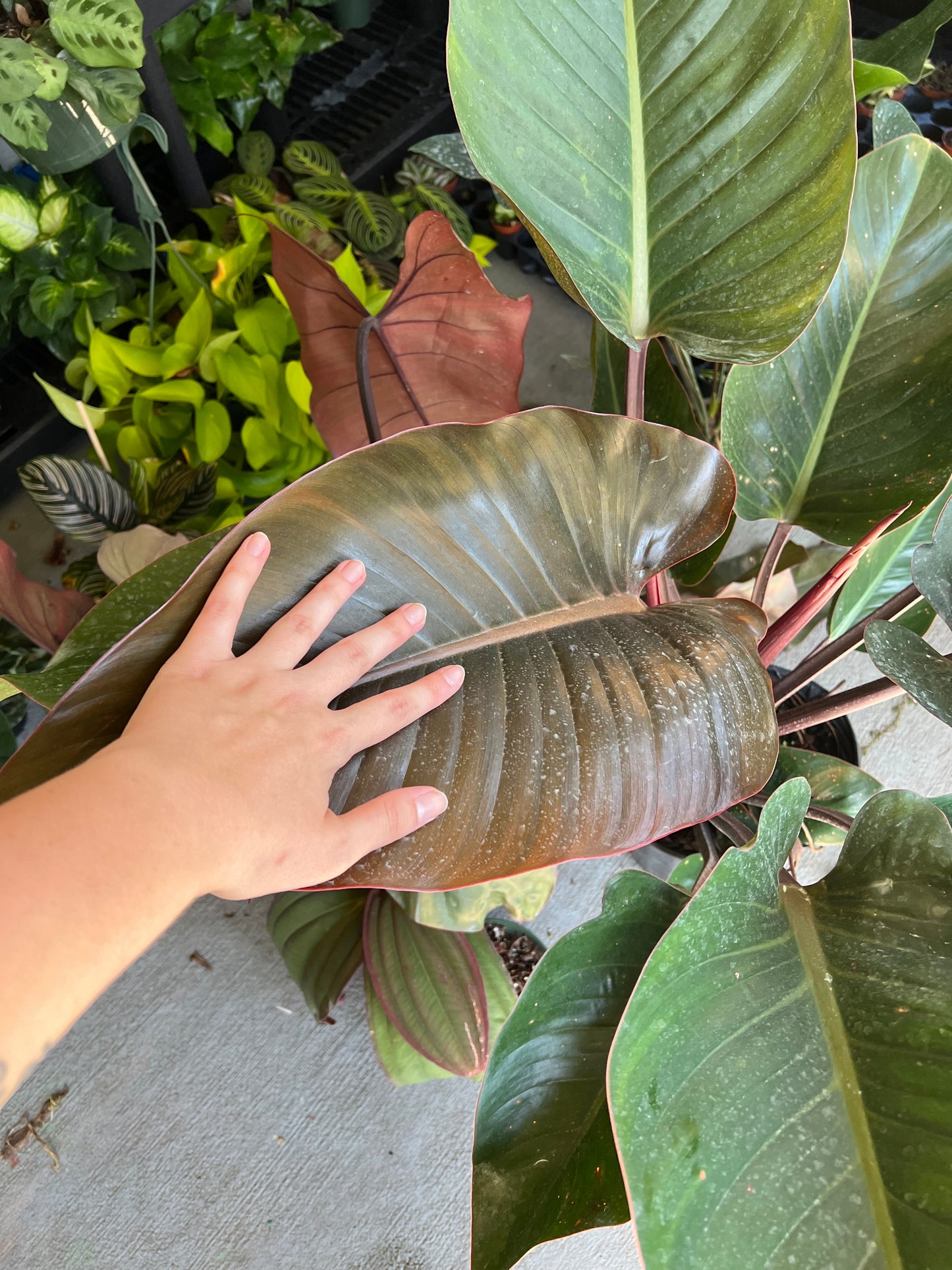 8” Philodendron Rojo Congo