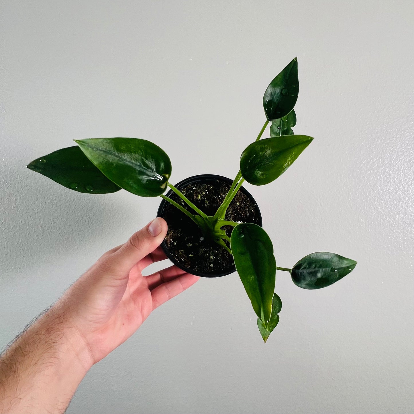 4" Alocasia Tiny Dancer
