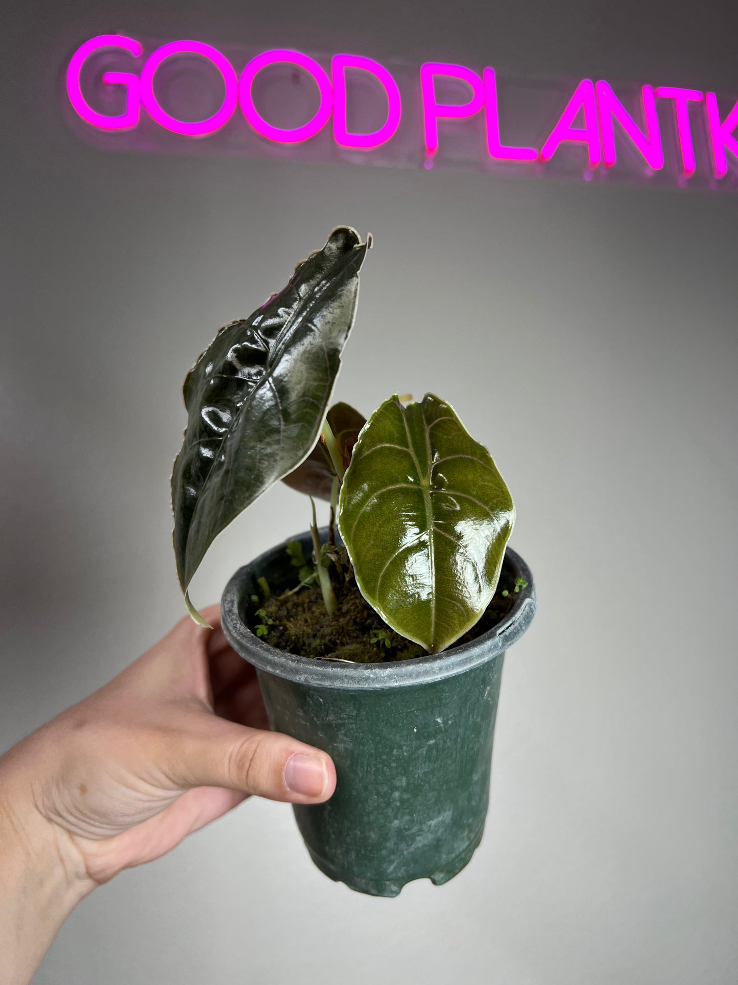 4" Alocasia Azlani