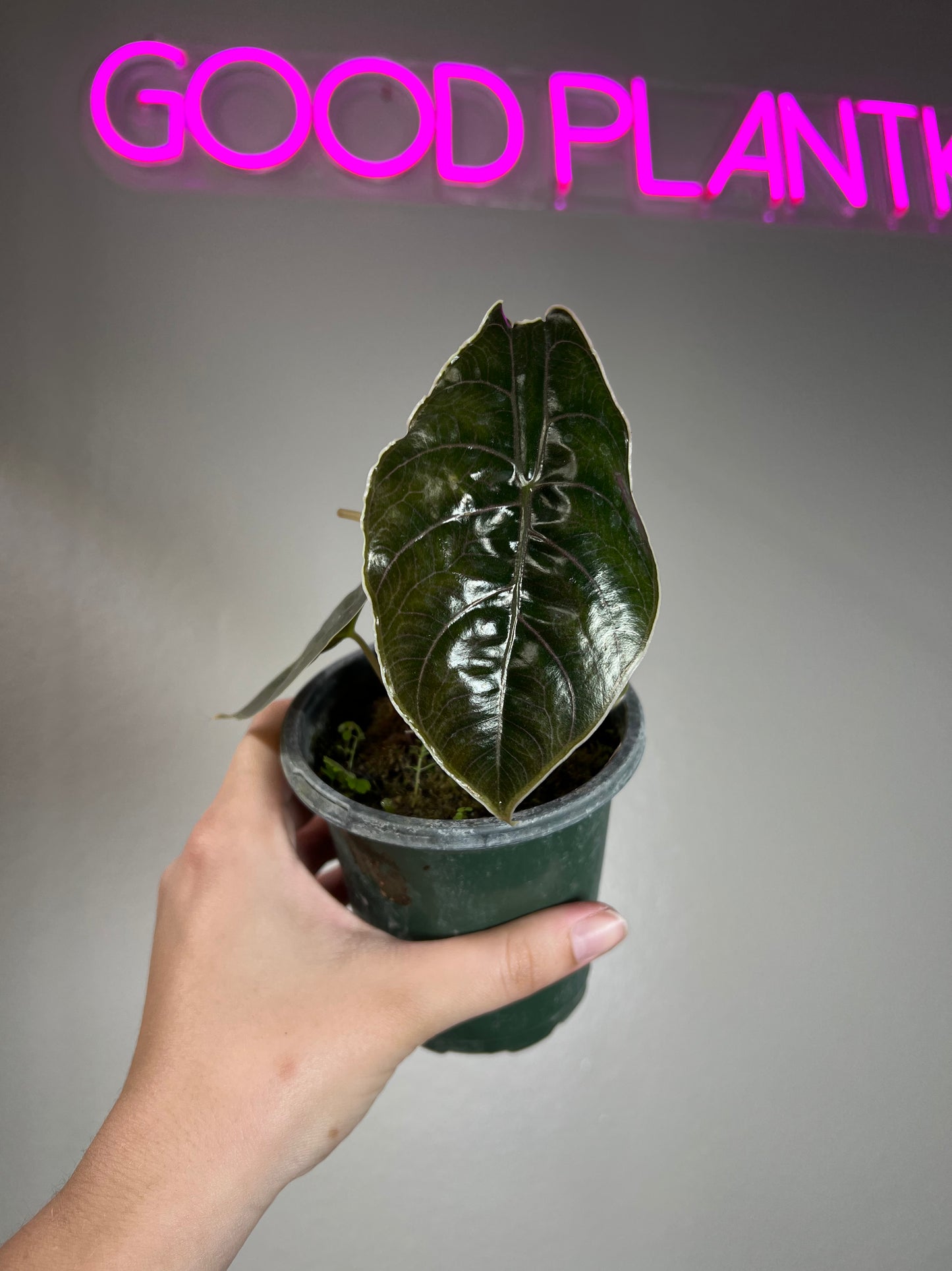 4" Alocasia Azlani