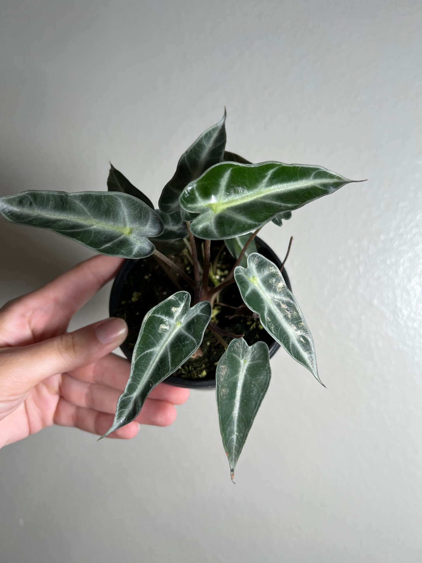 4” Alocasia Bambino