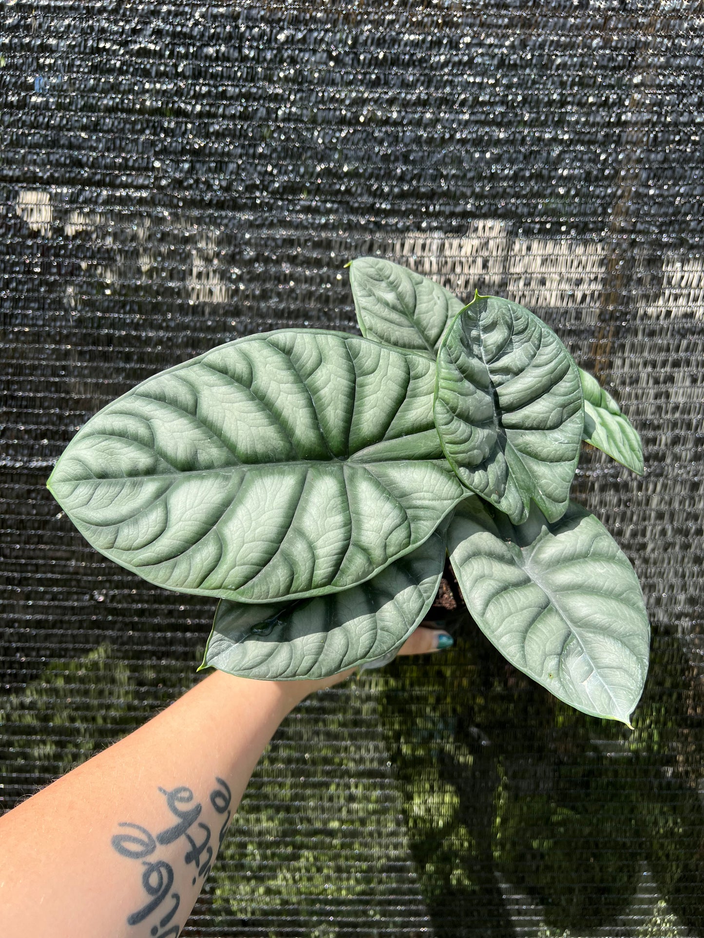 4" Alocasia Silver Dragon