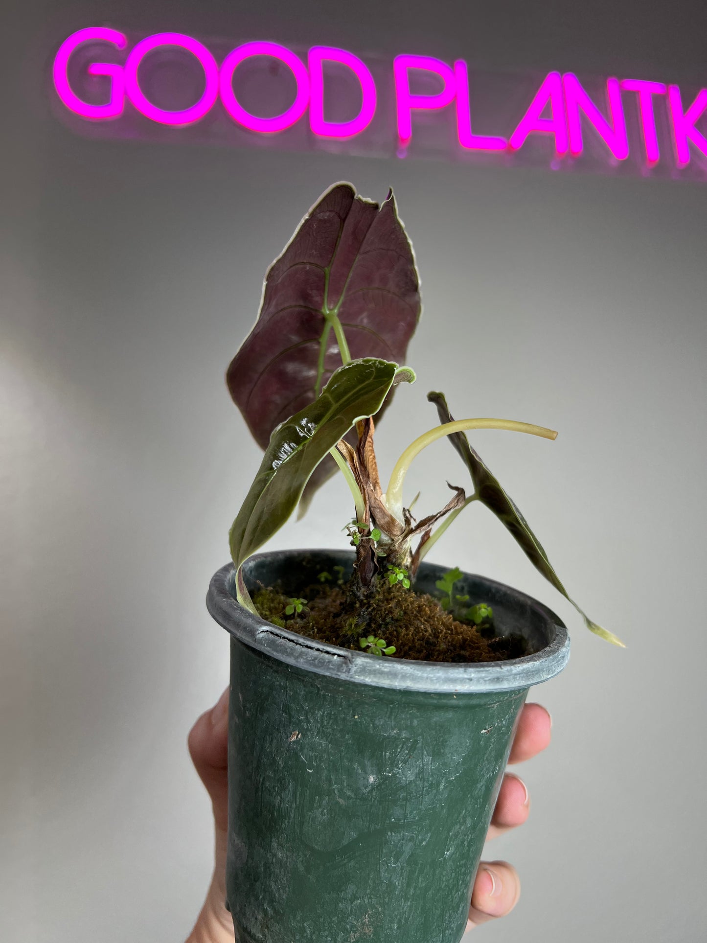 4" Alocasia Azlani