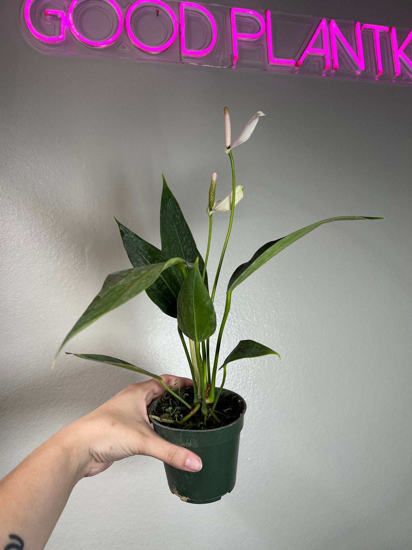 4" Anthurium Mary Jean