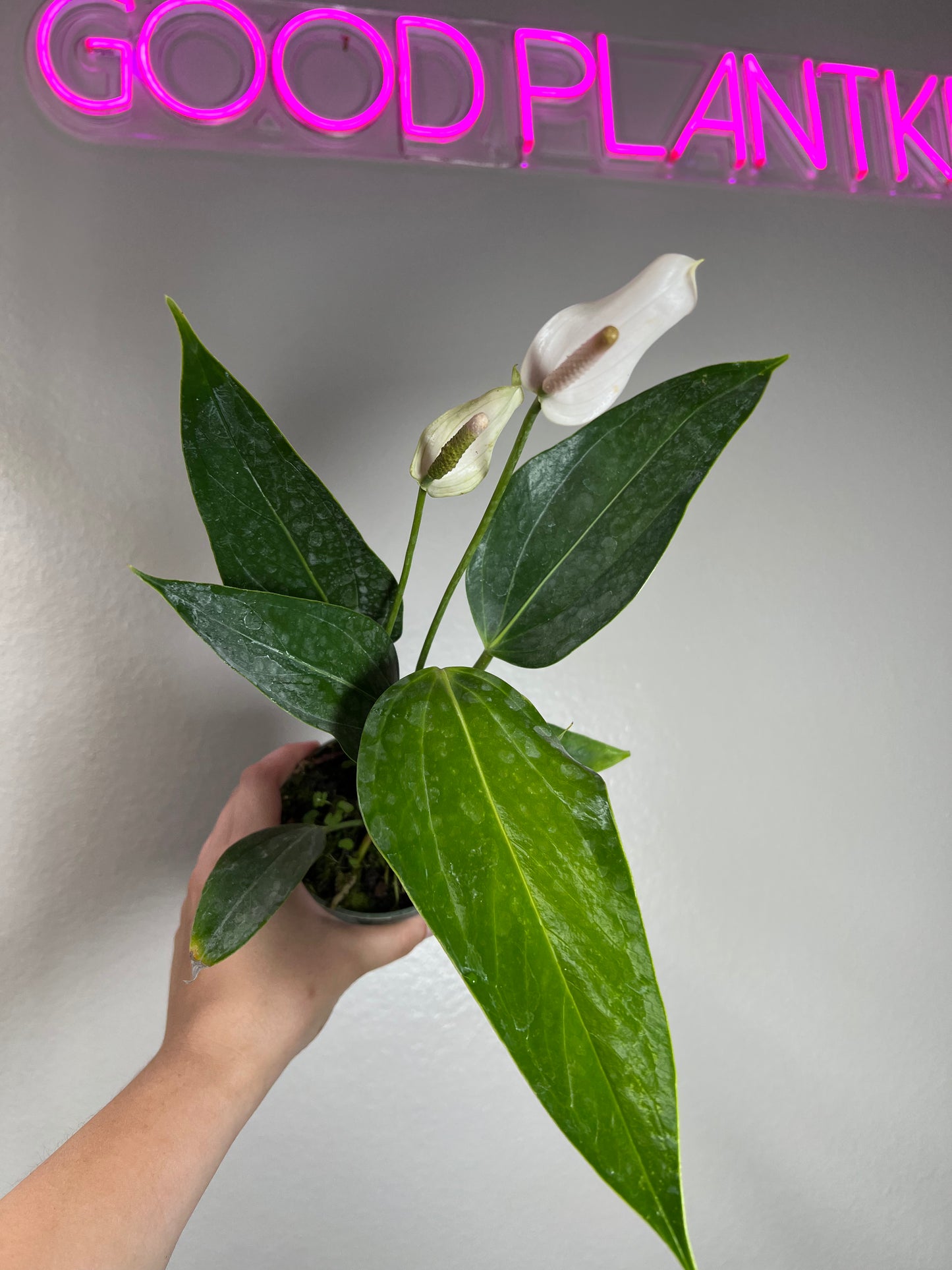 4" Anthurium Mary Jean