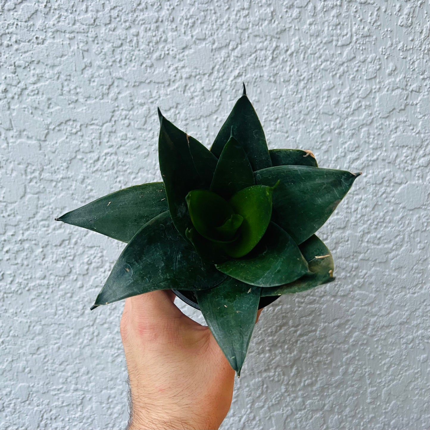 4" Sansevieria Star Power (Snake Plant)ASST