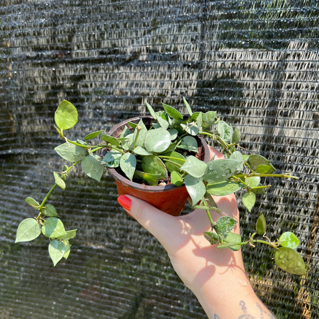 4" Hoya Krohniana Super Silver