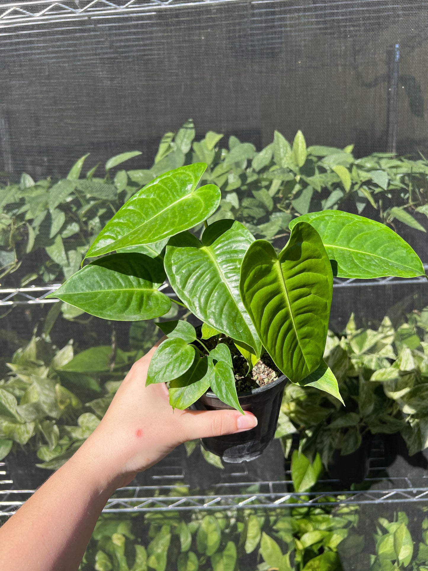 4" Anthurium Veitchii King