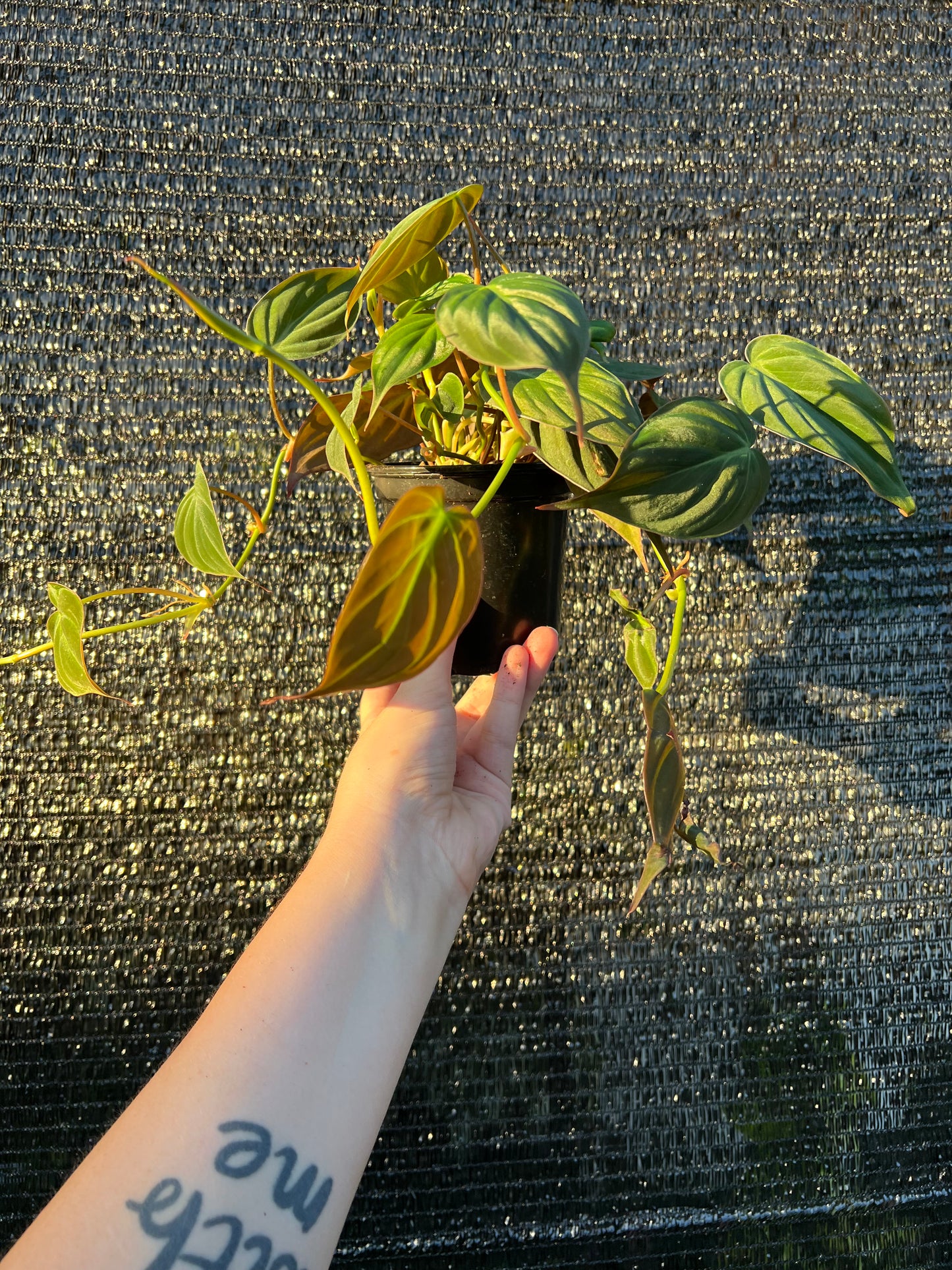 4" Philodendron Micans