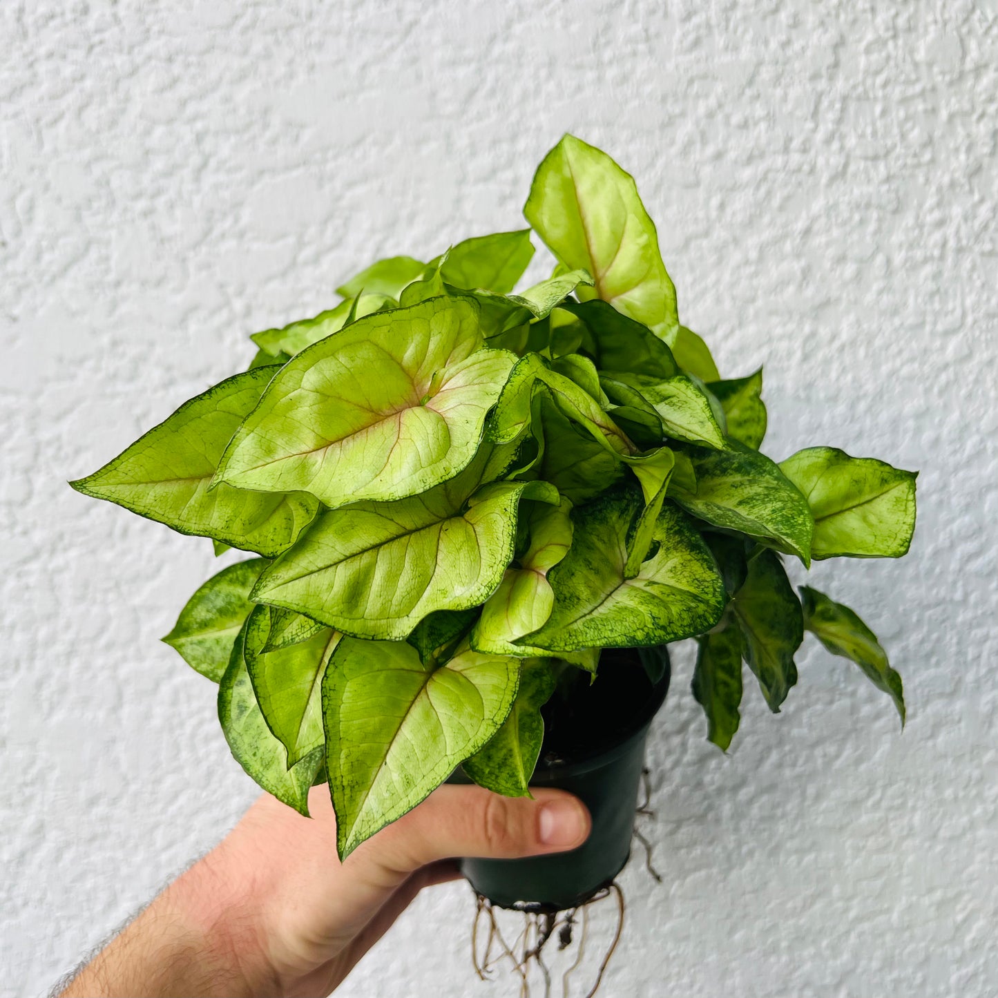 4" Syngonium Gold Allusion