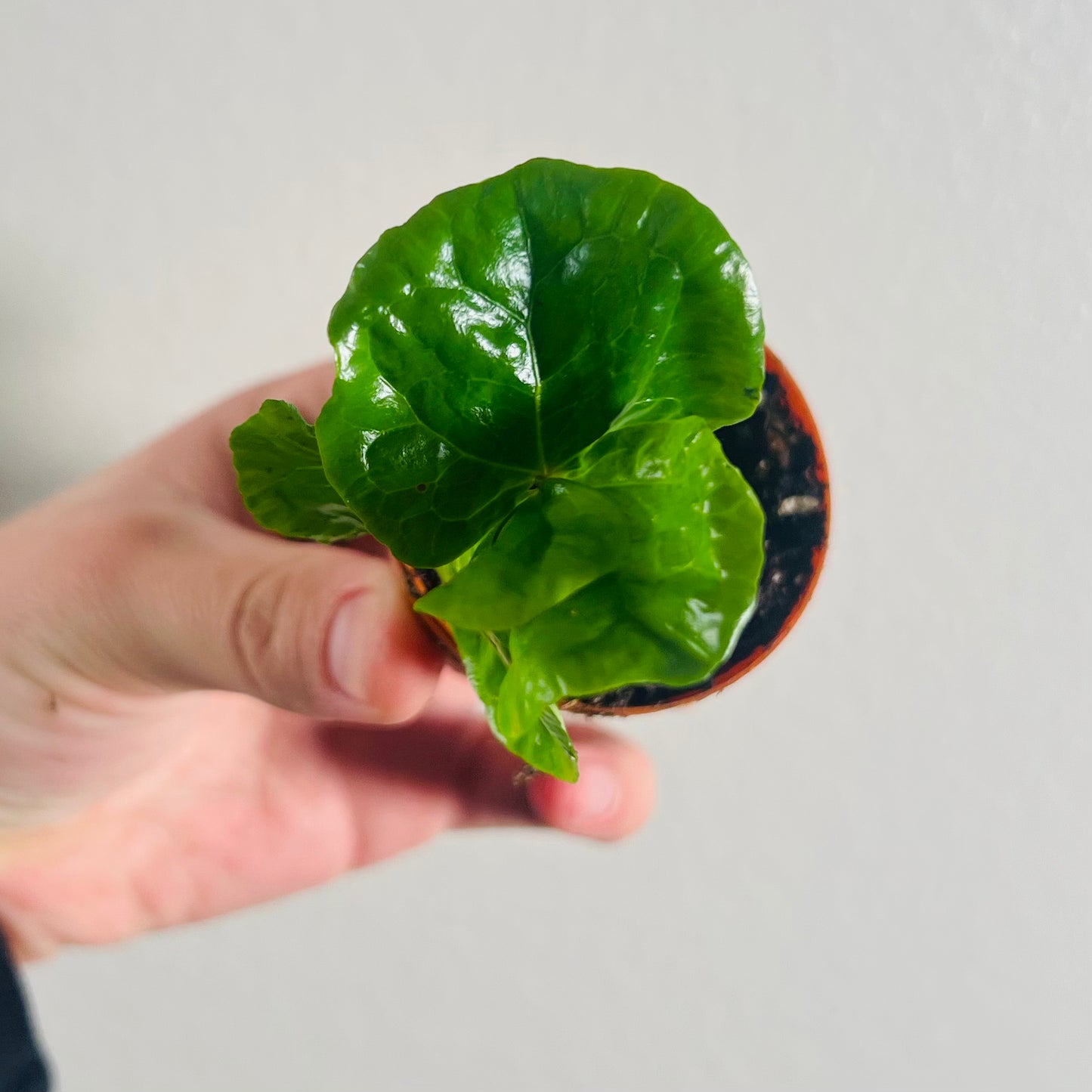 2” Coffee Plant