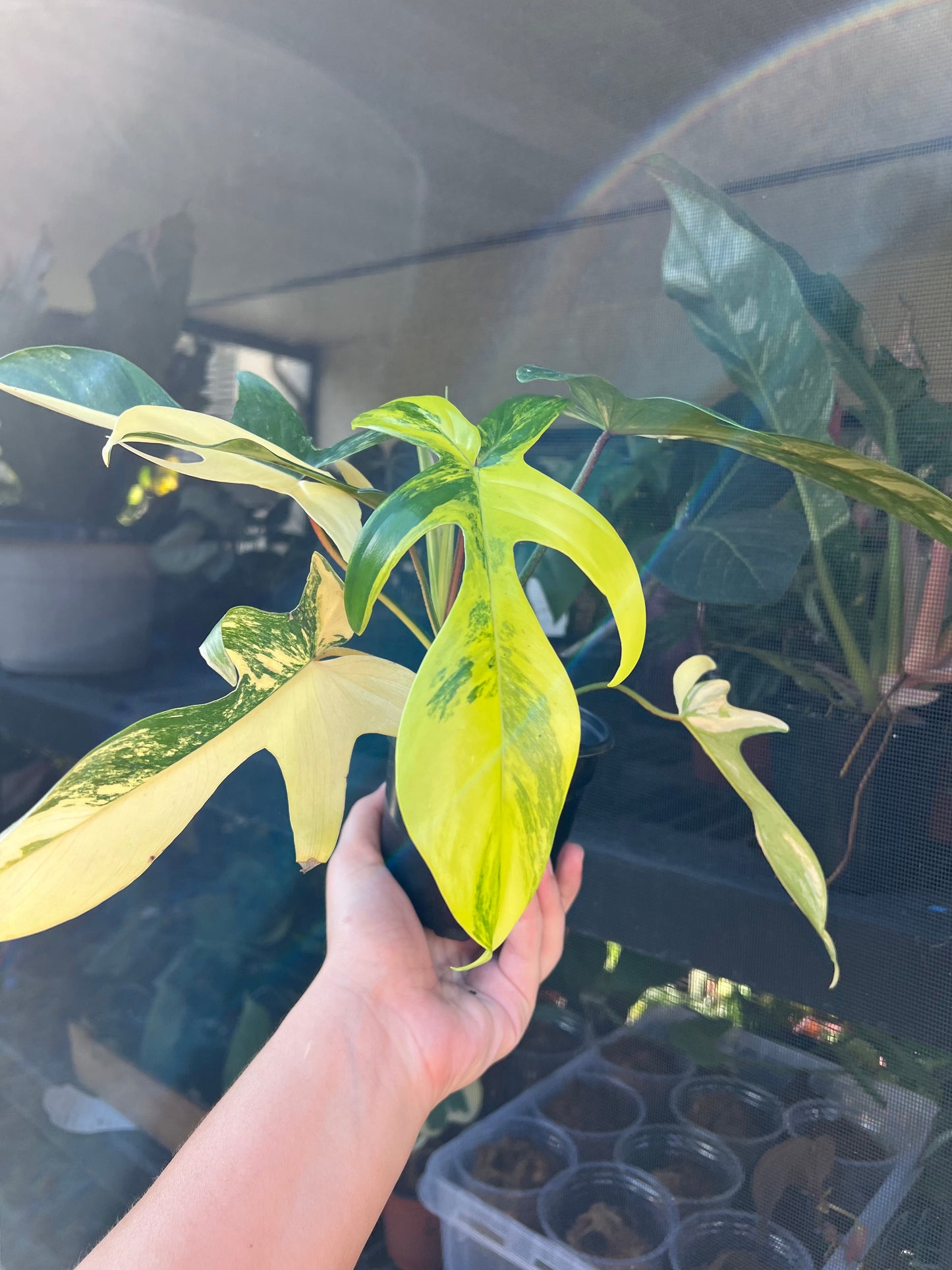 4” Philodendron Florida Beauty