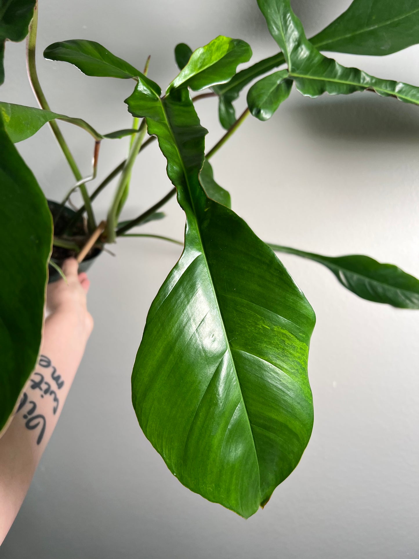 6” Philodendron Joepii